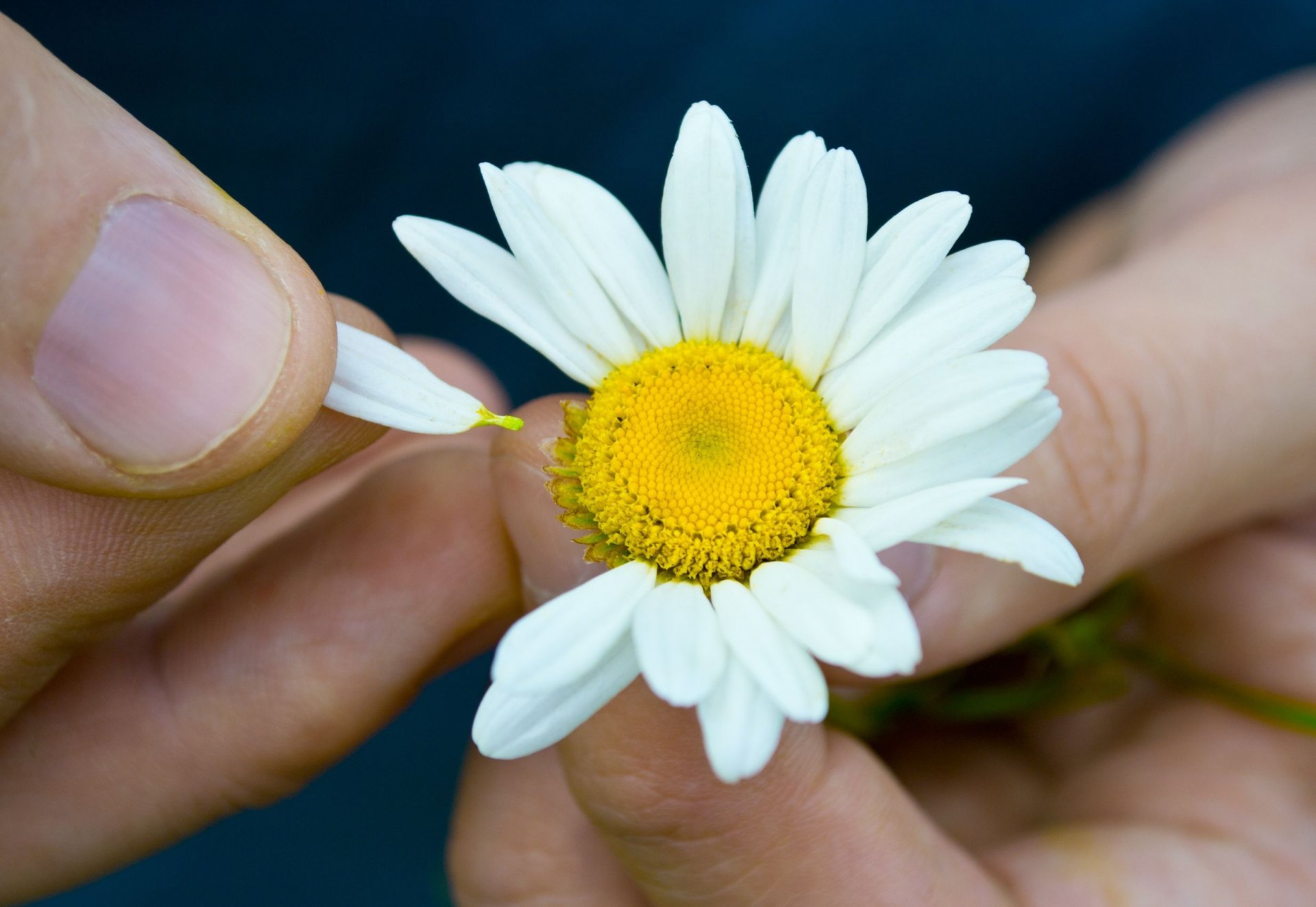 fleurs fleurs fleur marguerite mains fille fond papier peint écran large plein écran écran large écran large