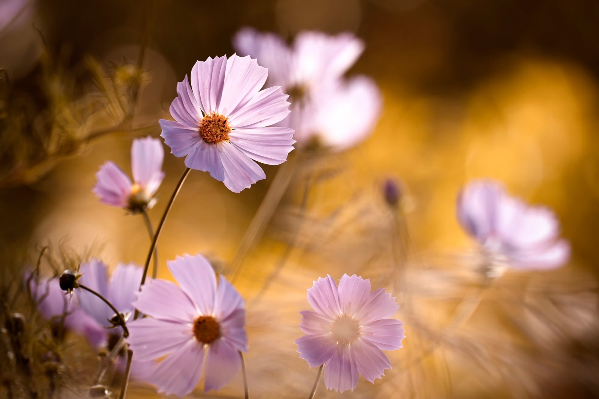 petals blur background