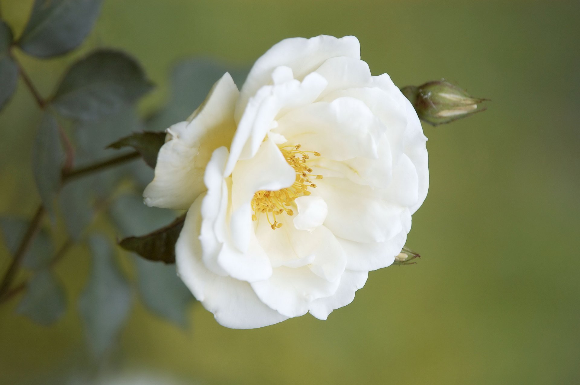 zweig blume weiß hagebutten knospen