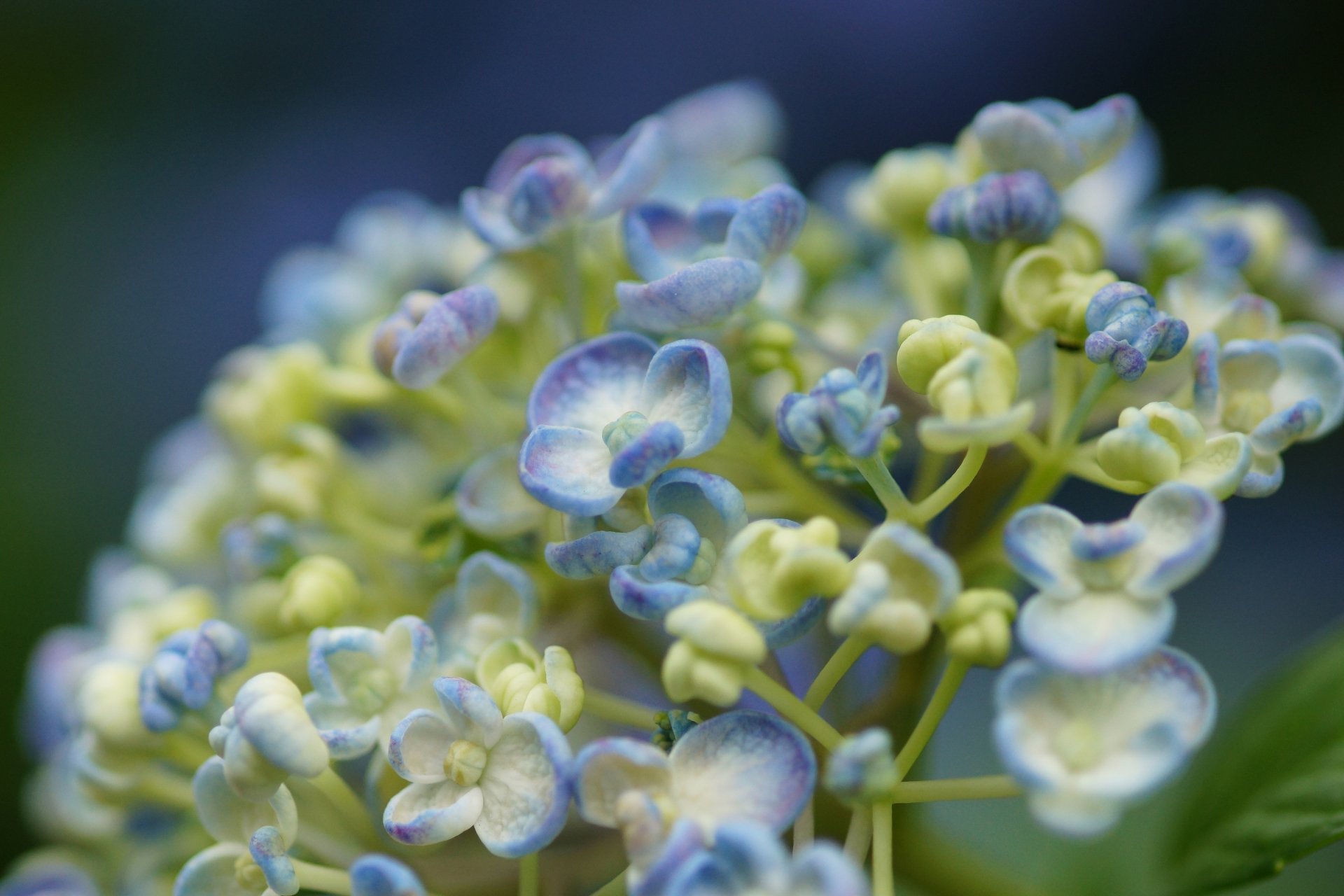 fiori macro ortensia bianco lilla boccioli di fiori