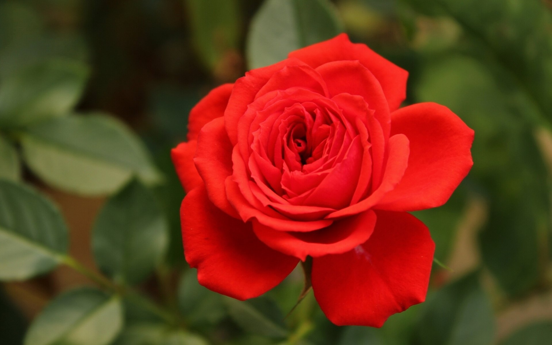 rosa bocciolo petali macro