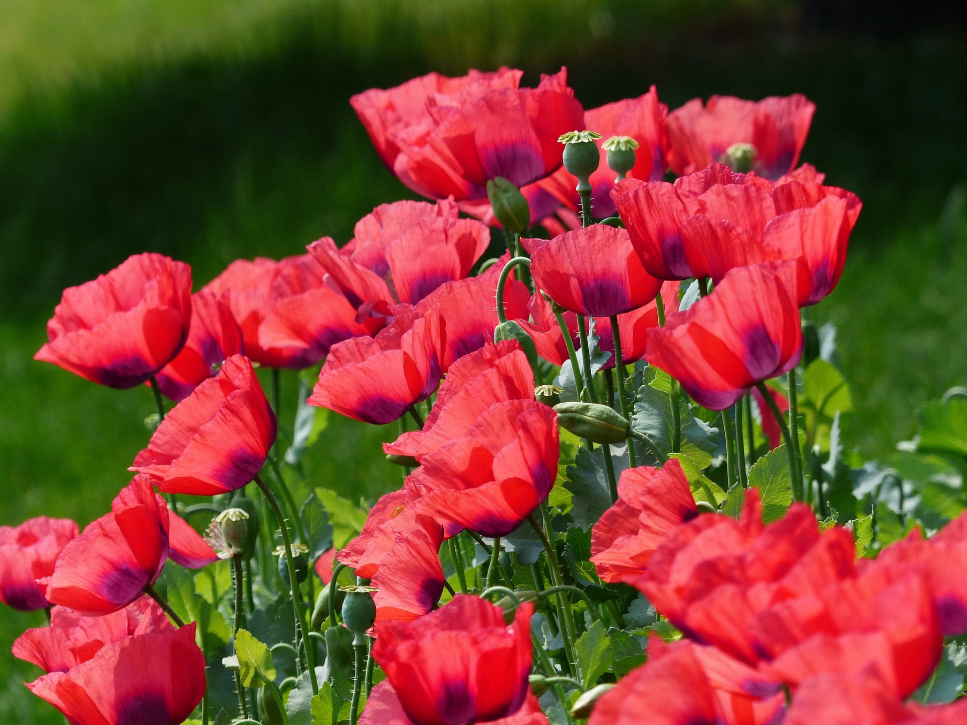 coquelicots pétales champ prairie nature