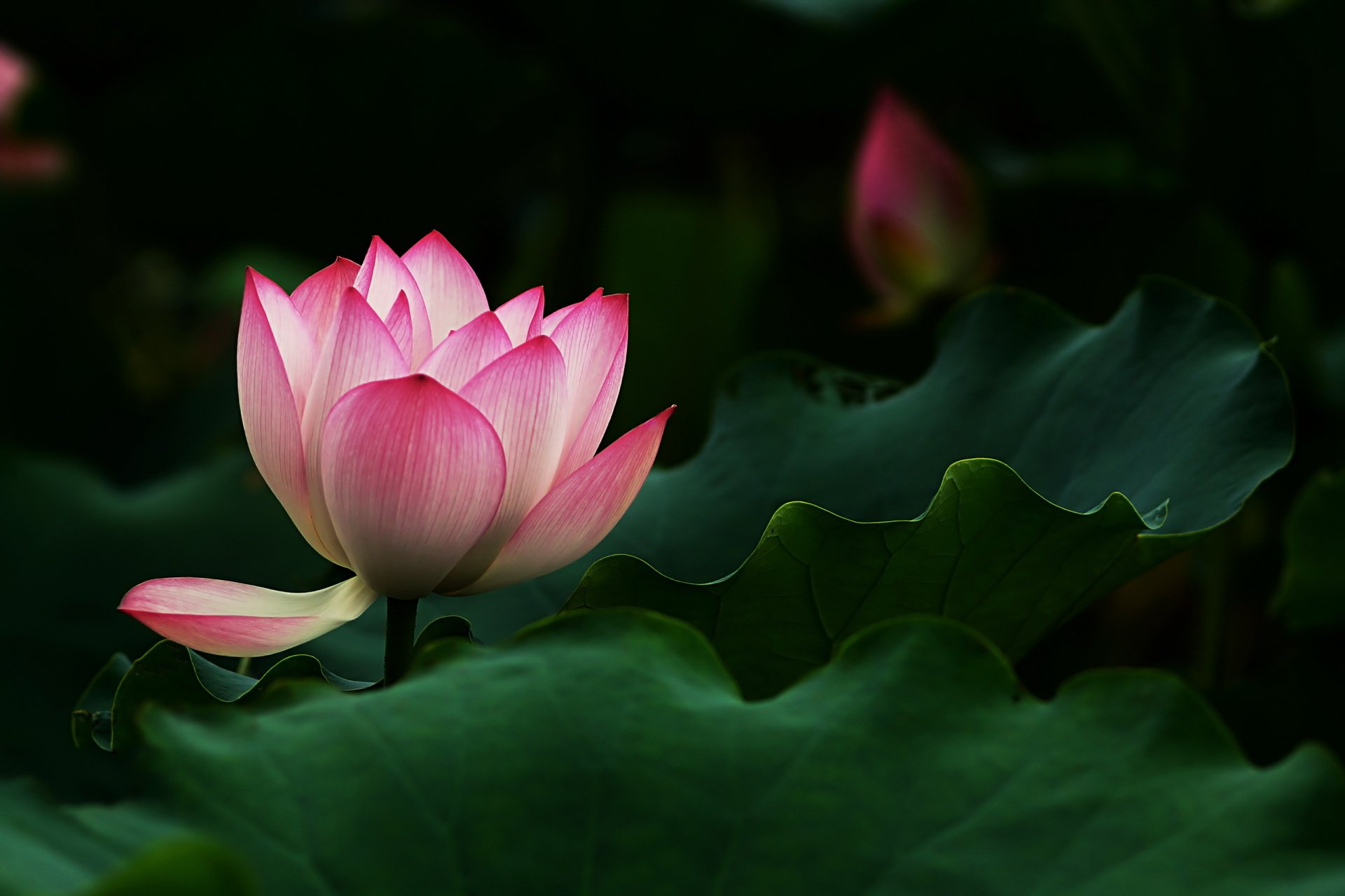 leaves flower pink lotu