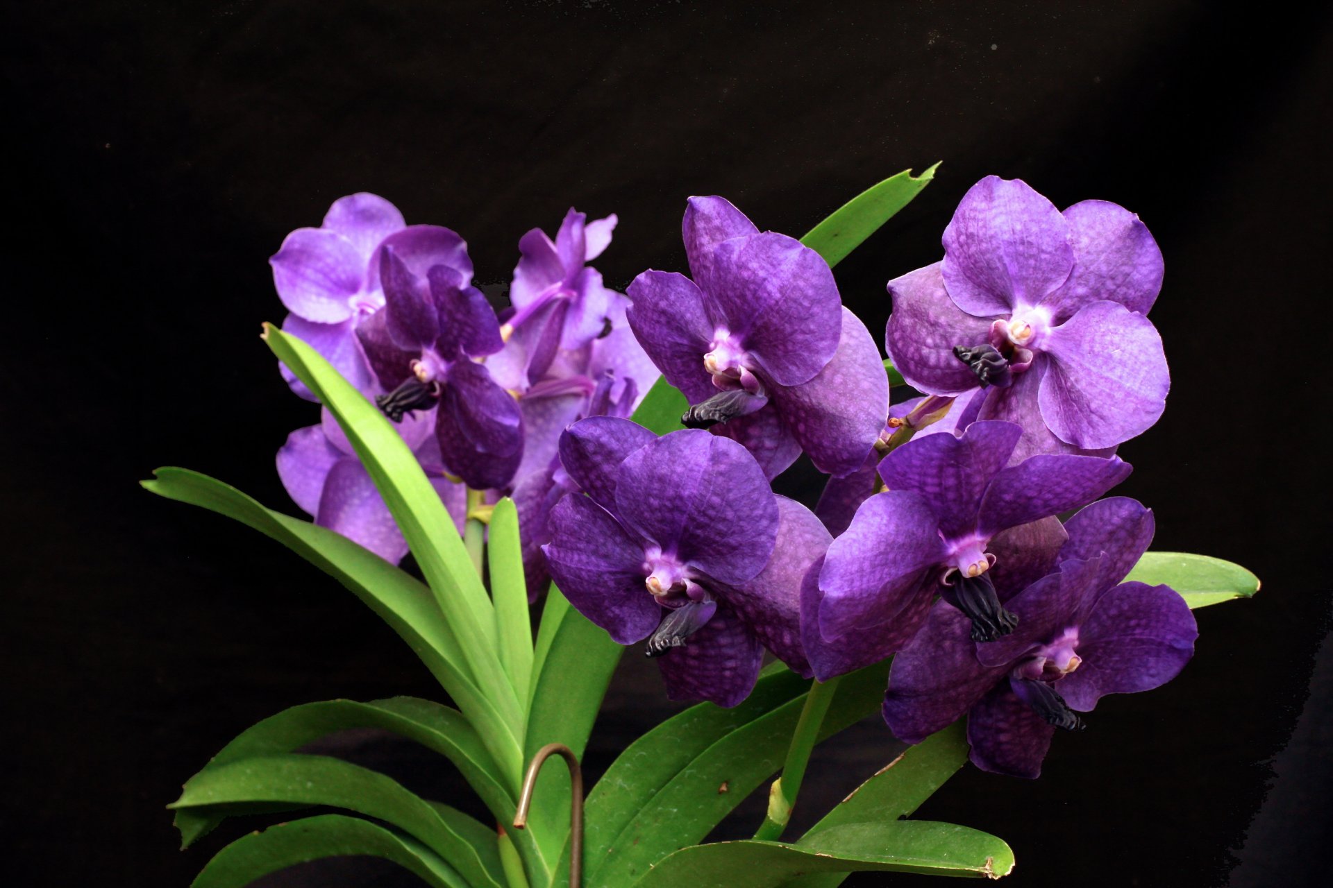 wanda orquídea oscuro flores