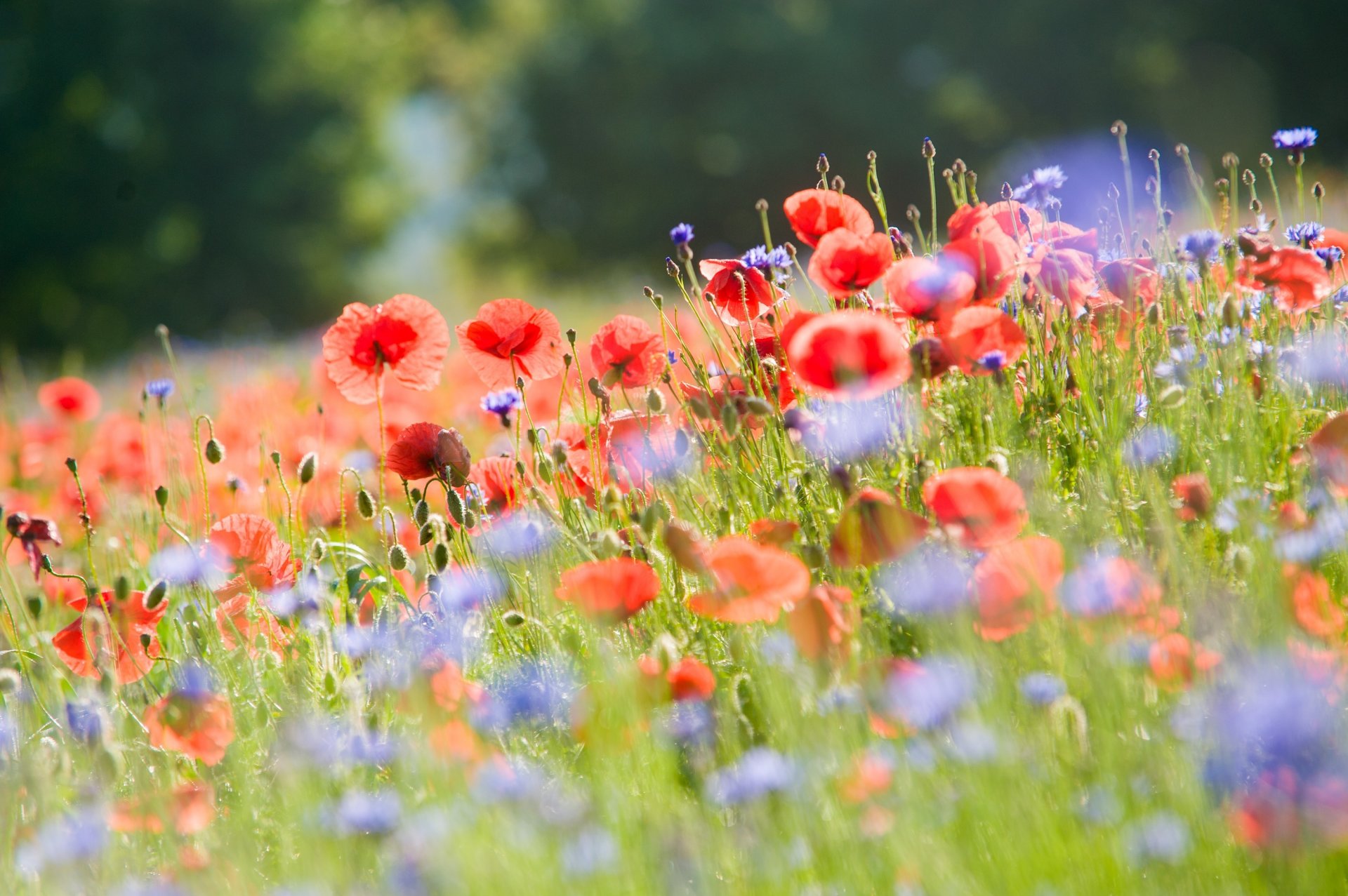 papaveri fiordalisi fiori campo luce estate natura sfocatura