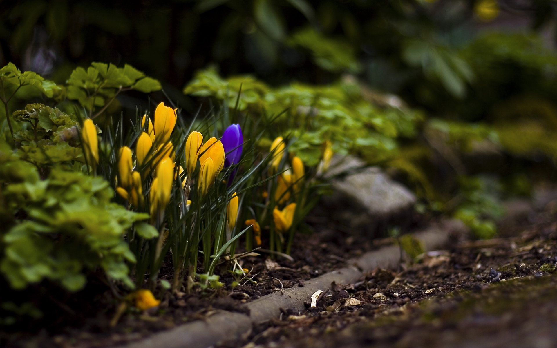 printemps fleurs crocus herbe terre gros plan feuilles