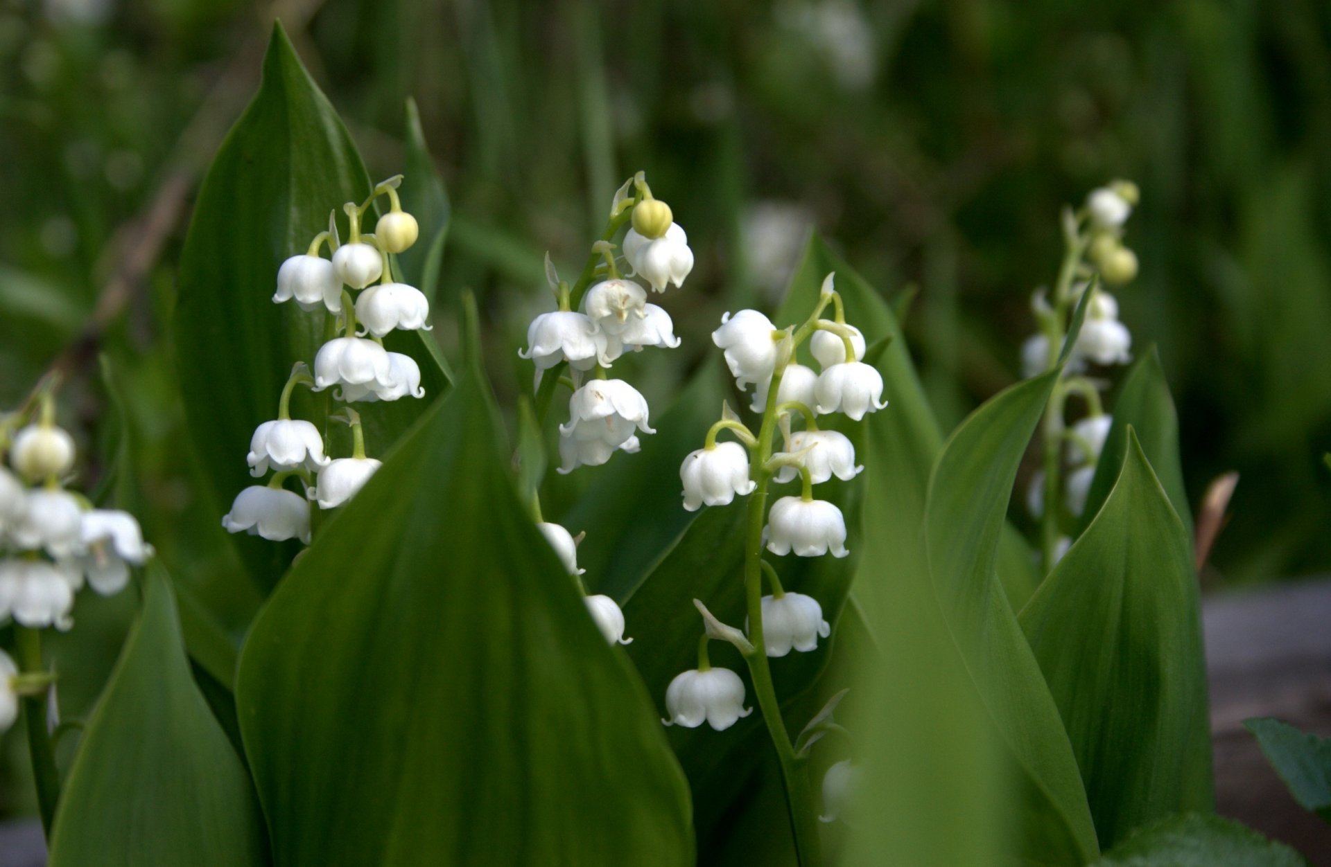 lily of the valley white leave