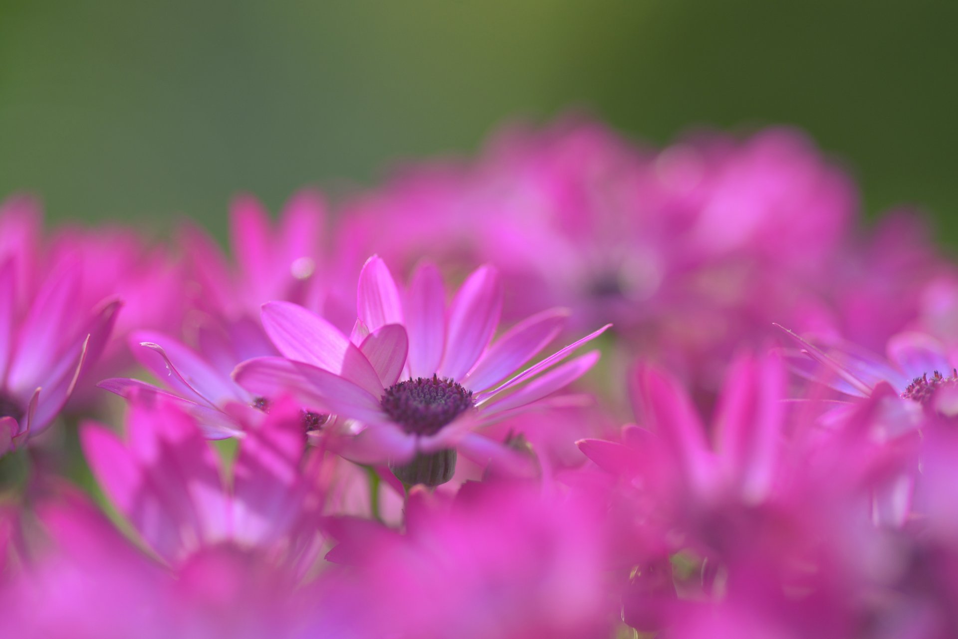 daisy crimson flower petals close up blur