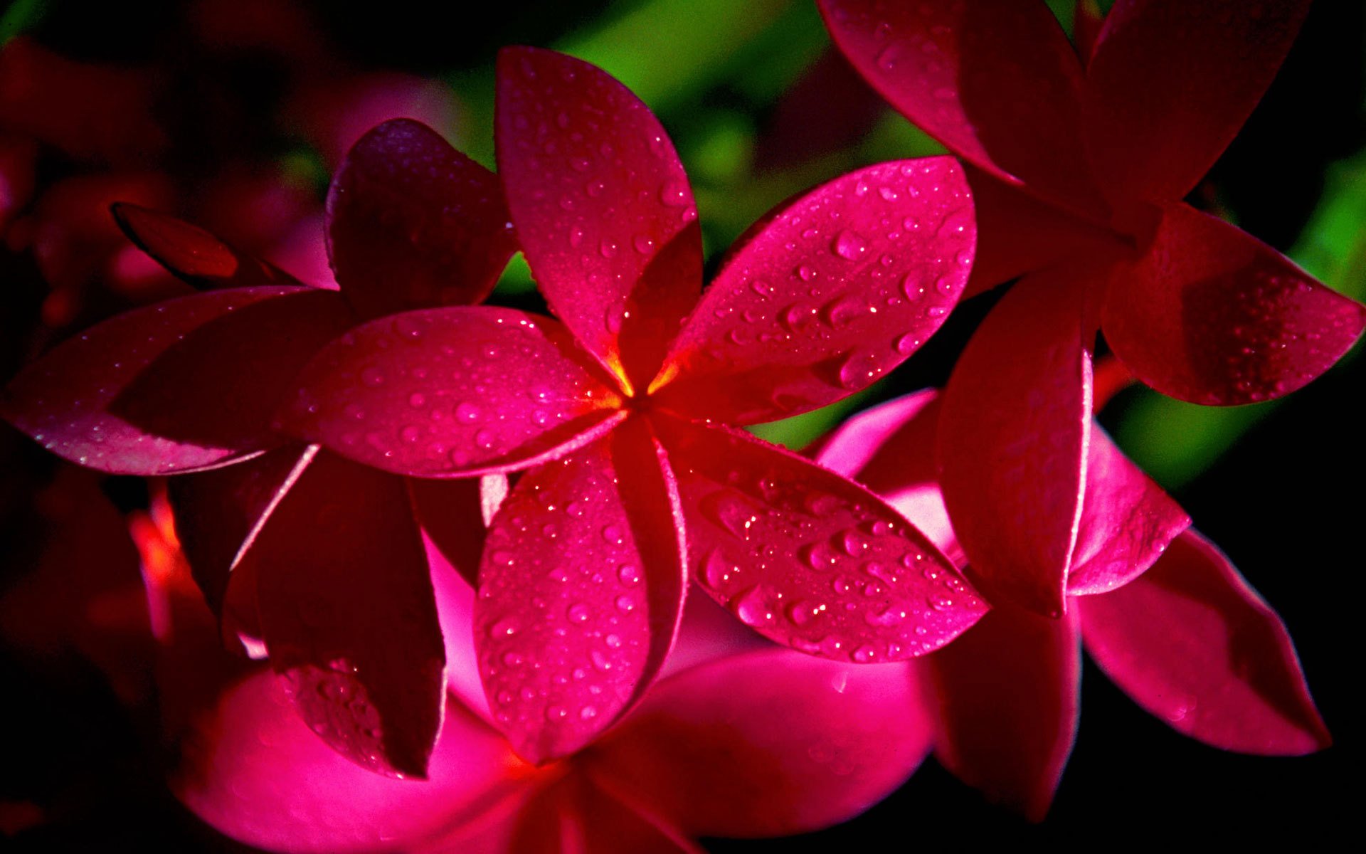 plumeria frangipani flower red rosa drop