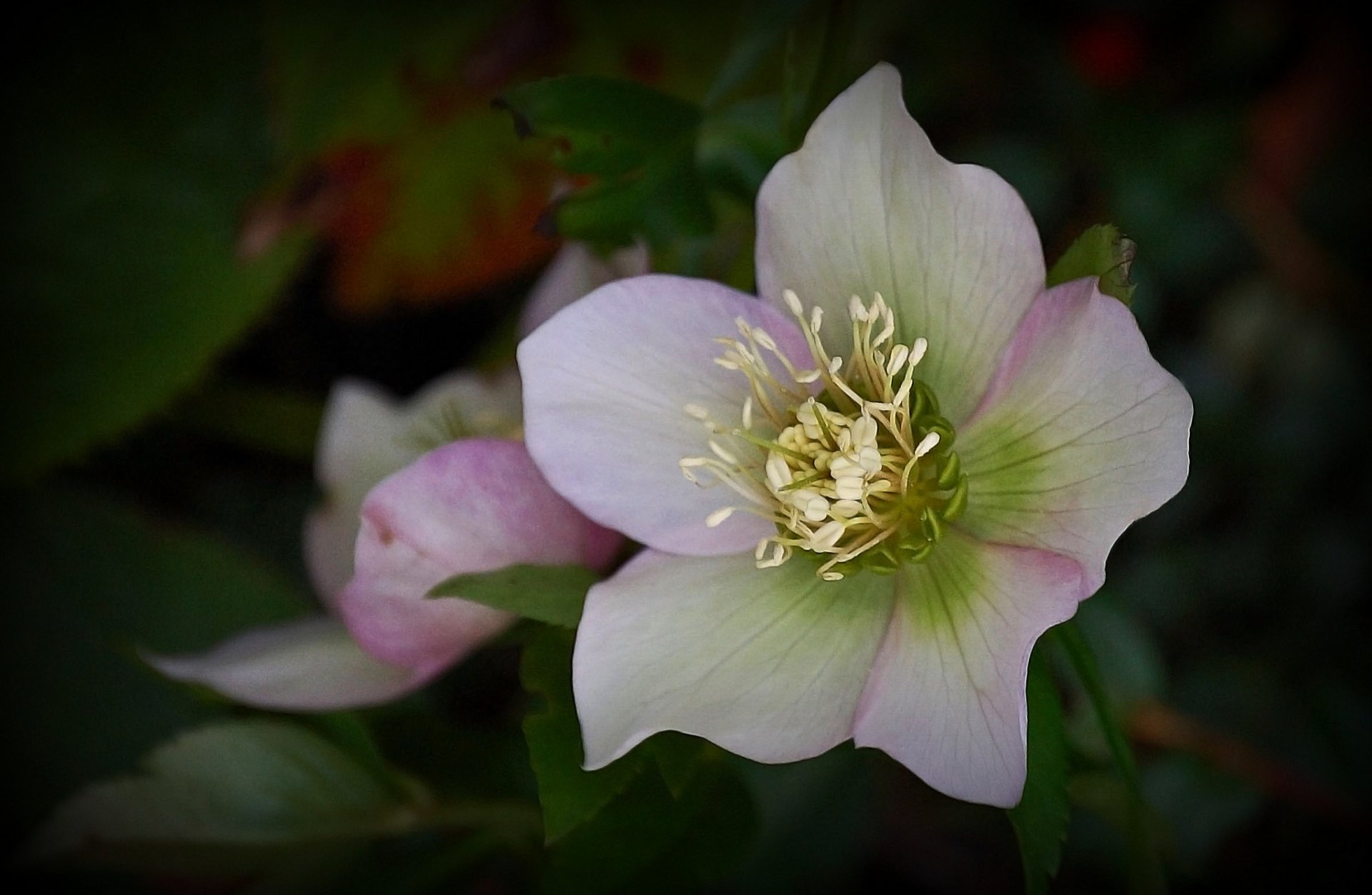 fiore bianco-rosa sfondo scuro