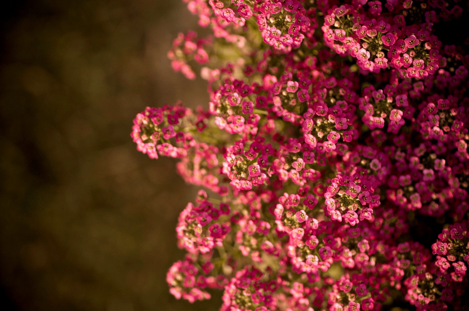 blumen sommer sonne natur sommer