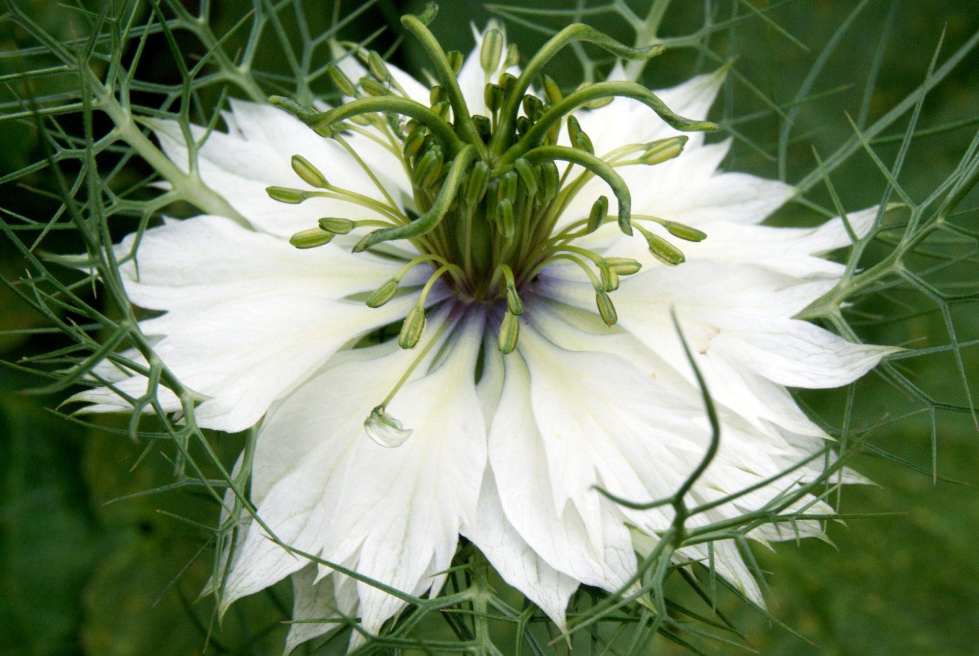 background white petals close up nigella