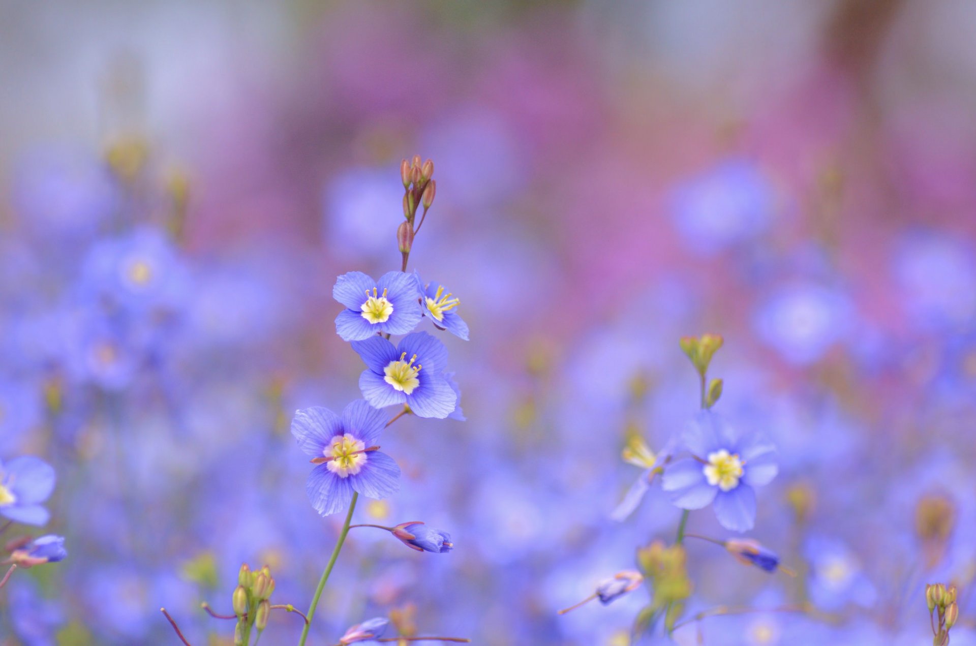 blumen blau blau heliophila langblättrig