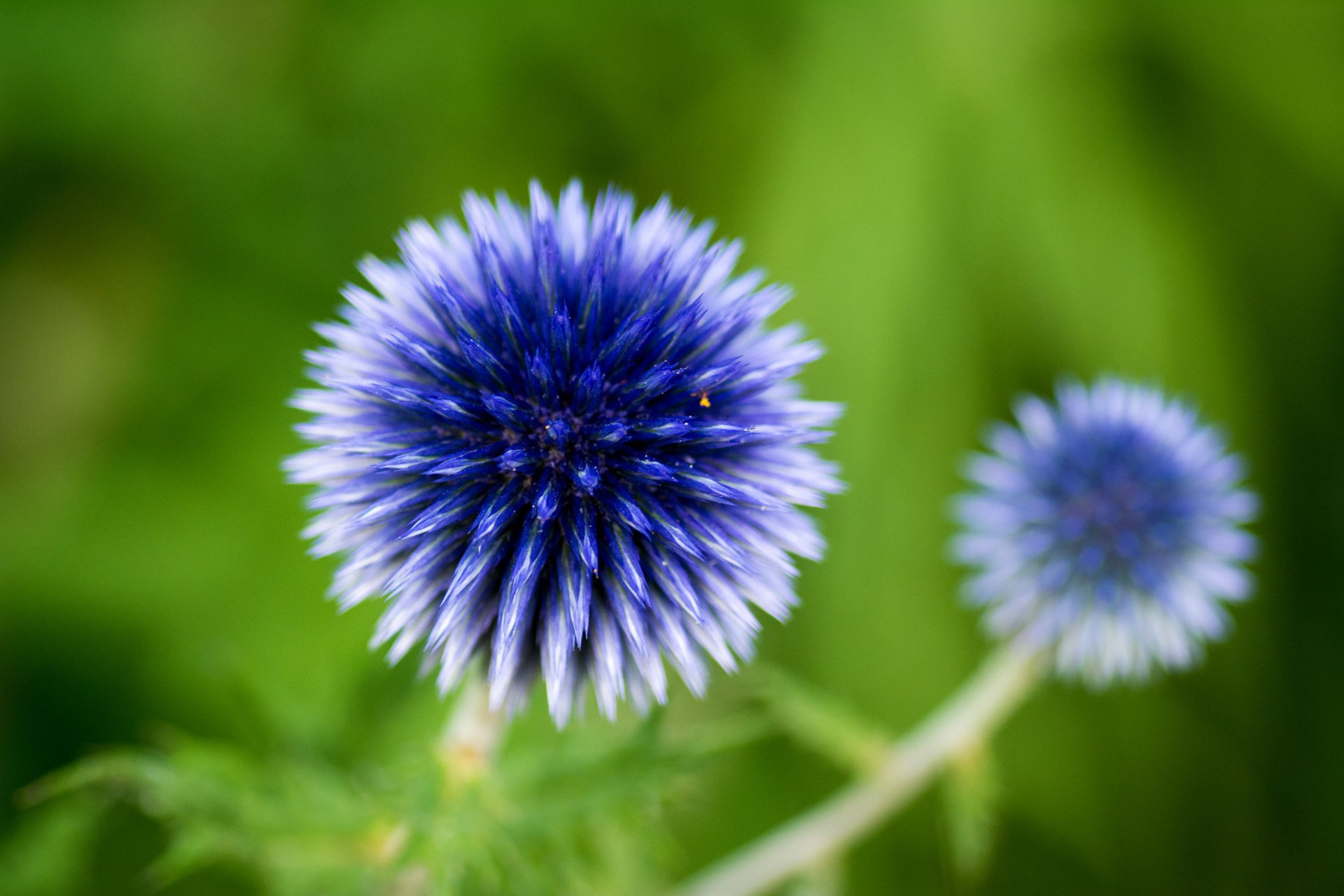 museau plante inflorescence fleurs bleu verdure nature