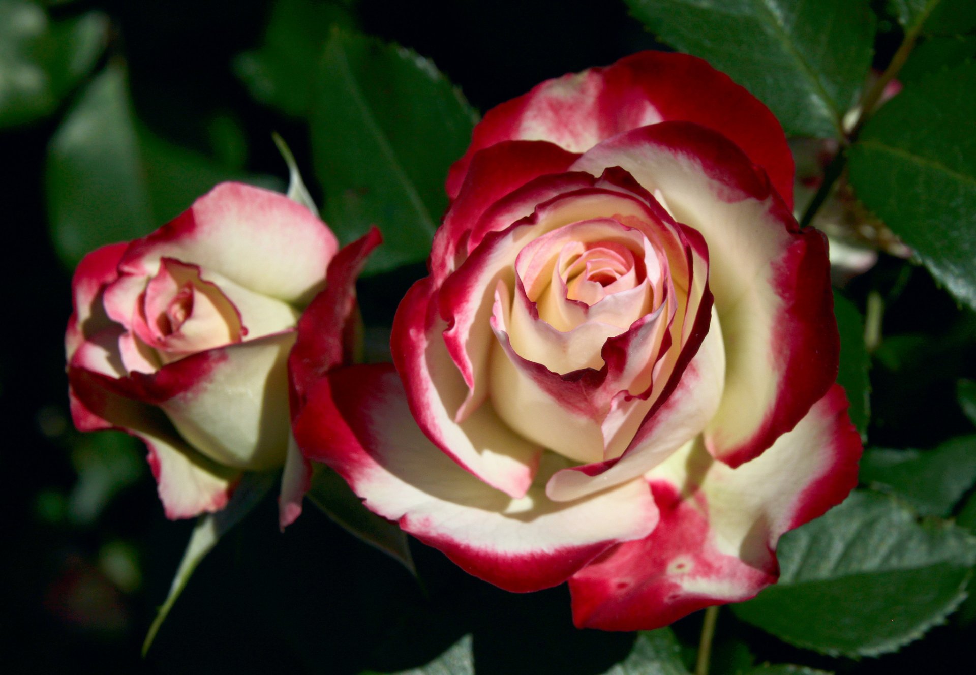 roses buds petal