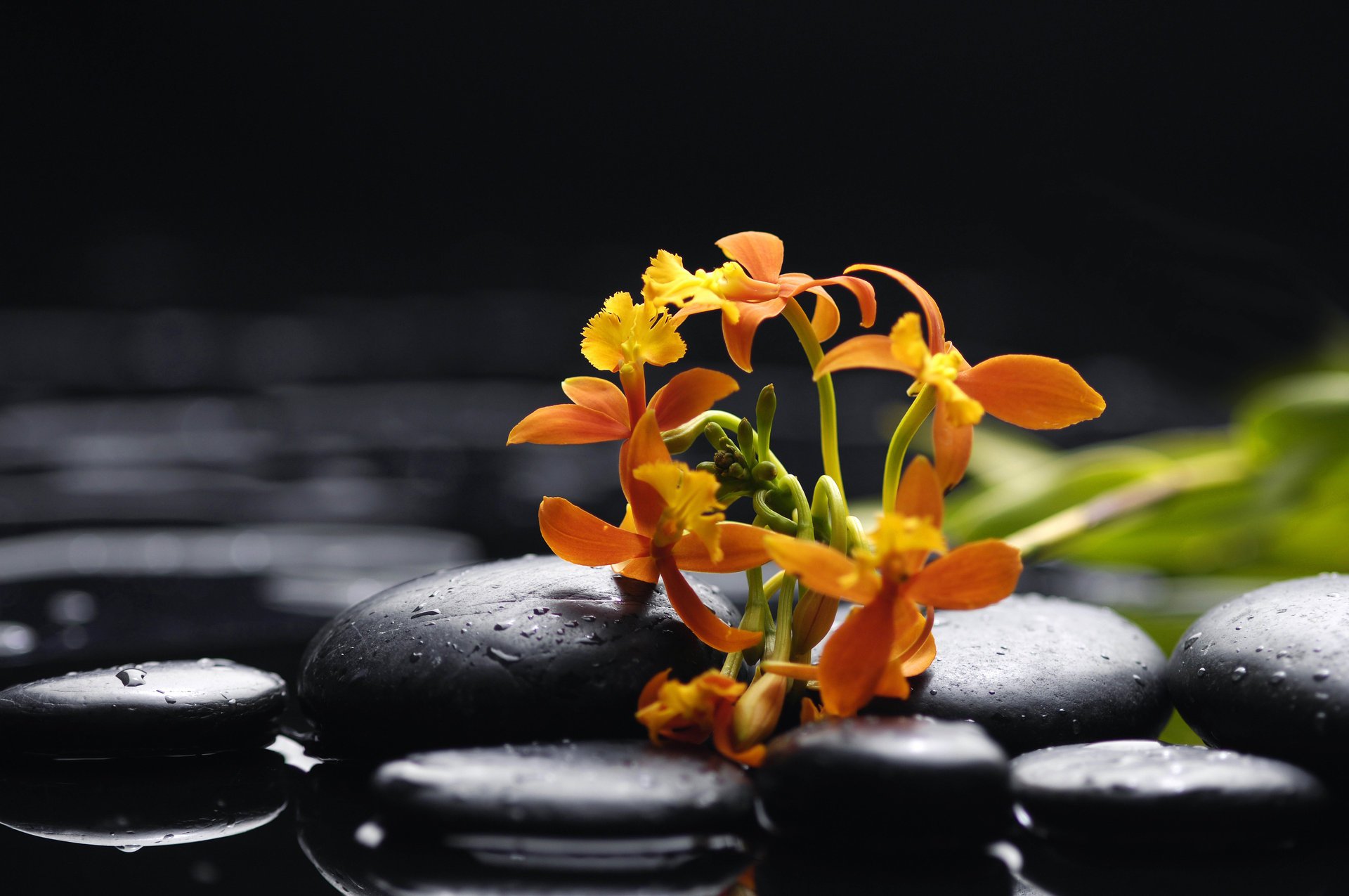 orchid orange petals beauty water drops black stones flowers tenderness orchids orange black stone