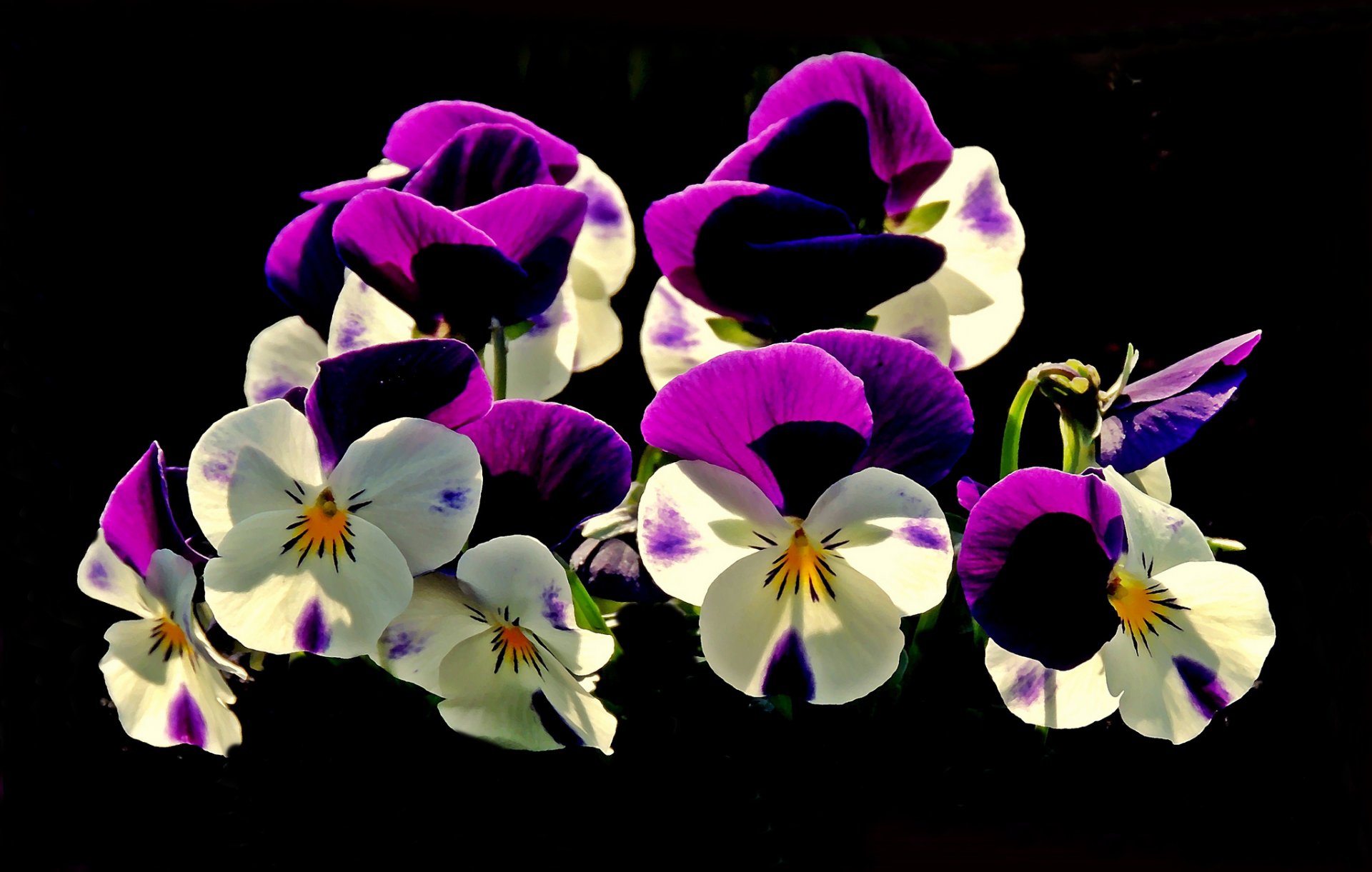 fleurs pensées fond noir