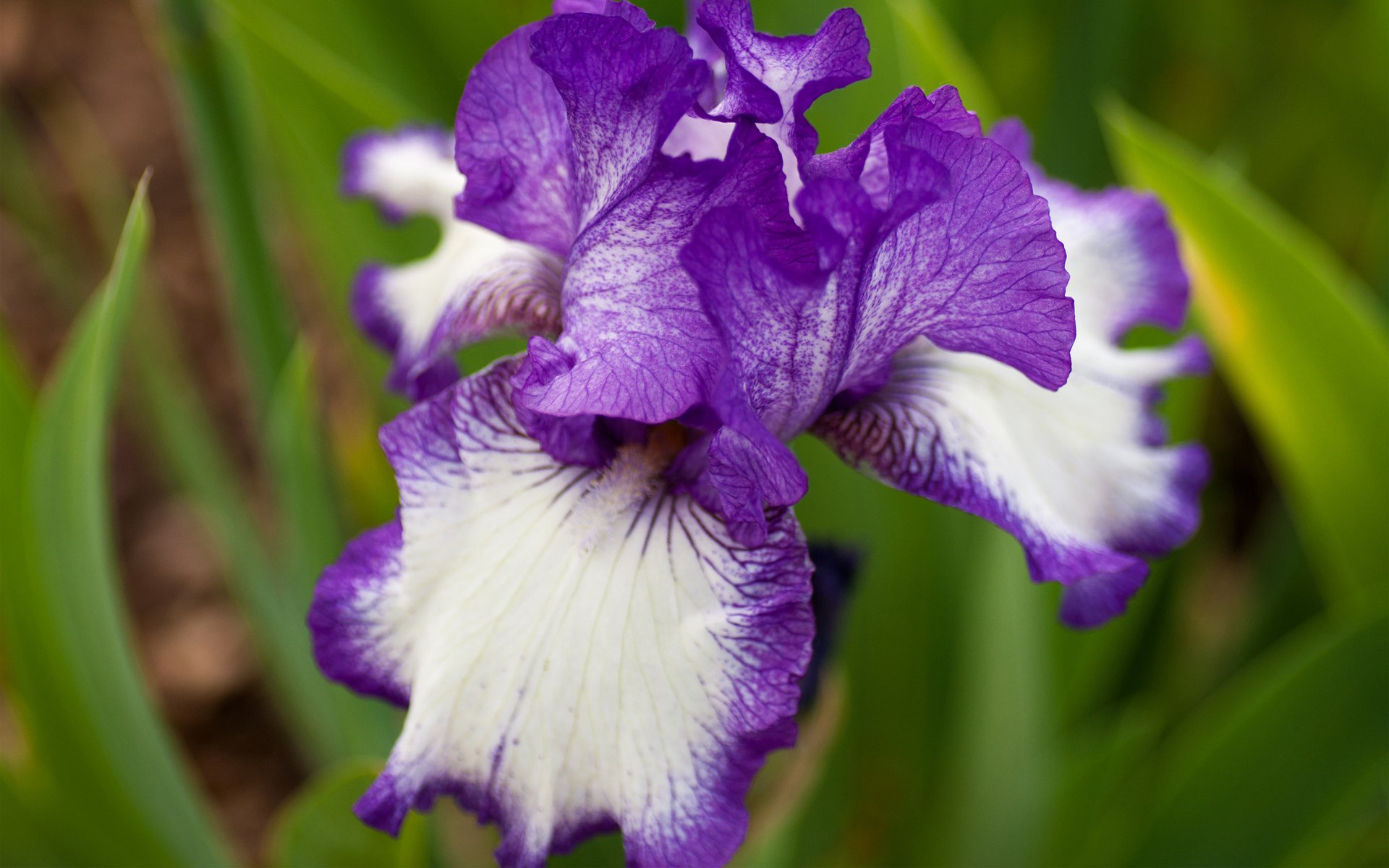 iris fleur blanc-violet gros plan été