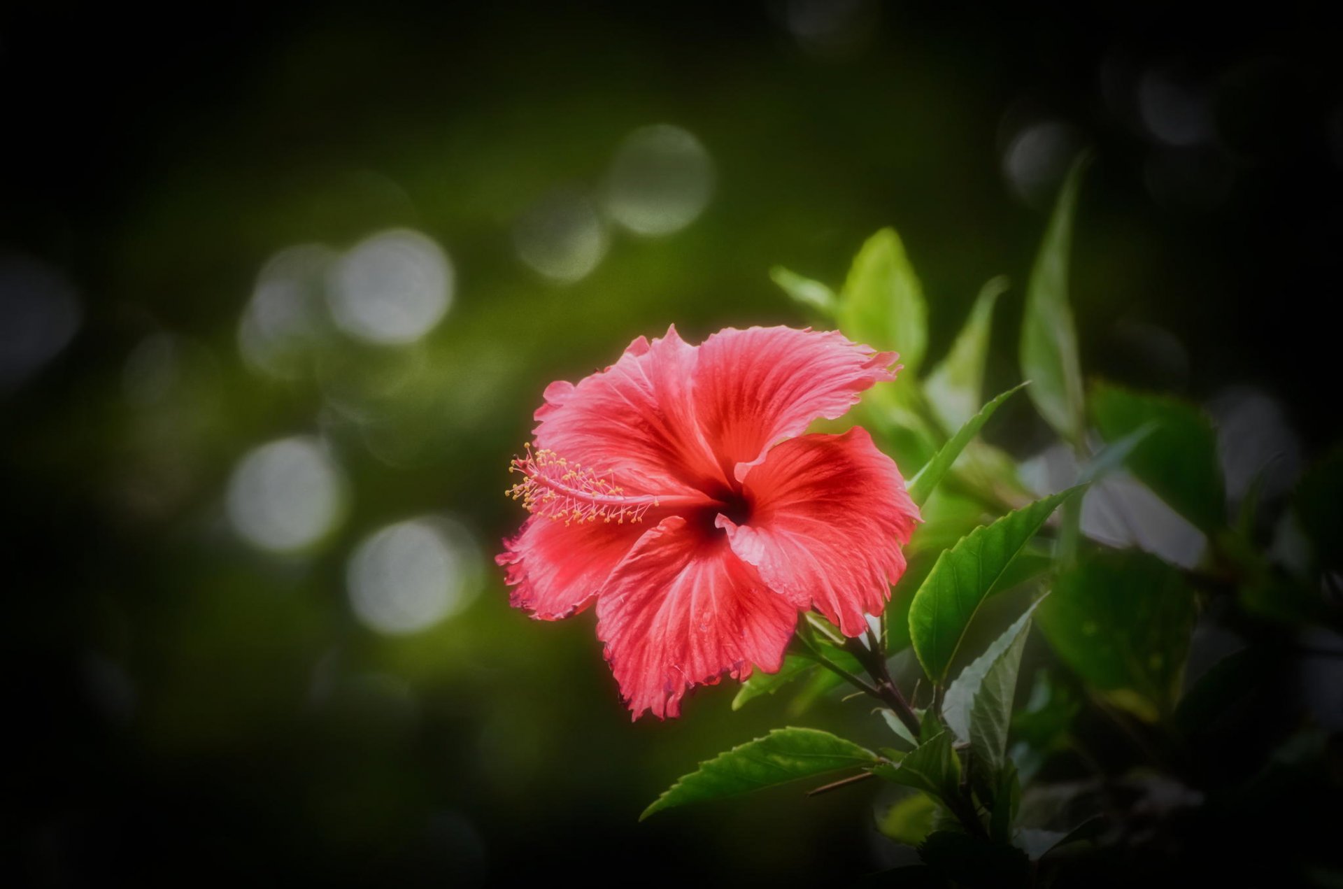 hibiscus rose flou fond