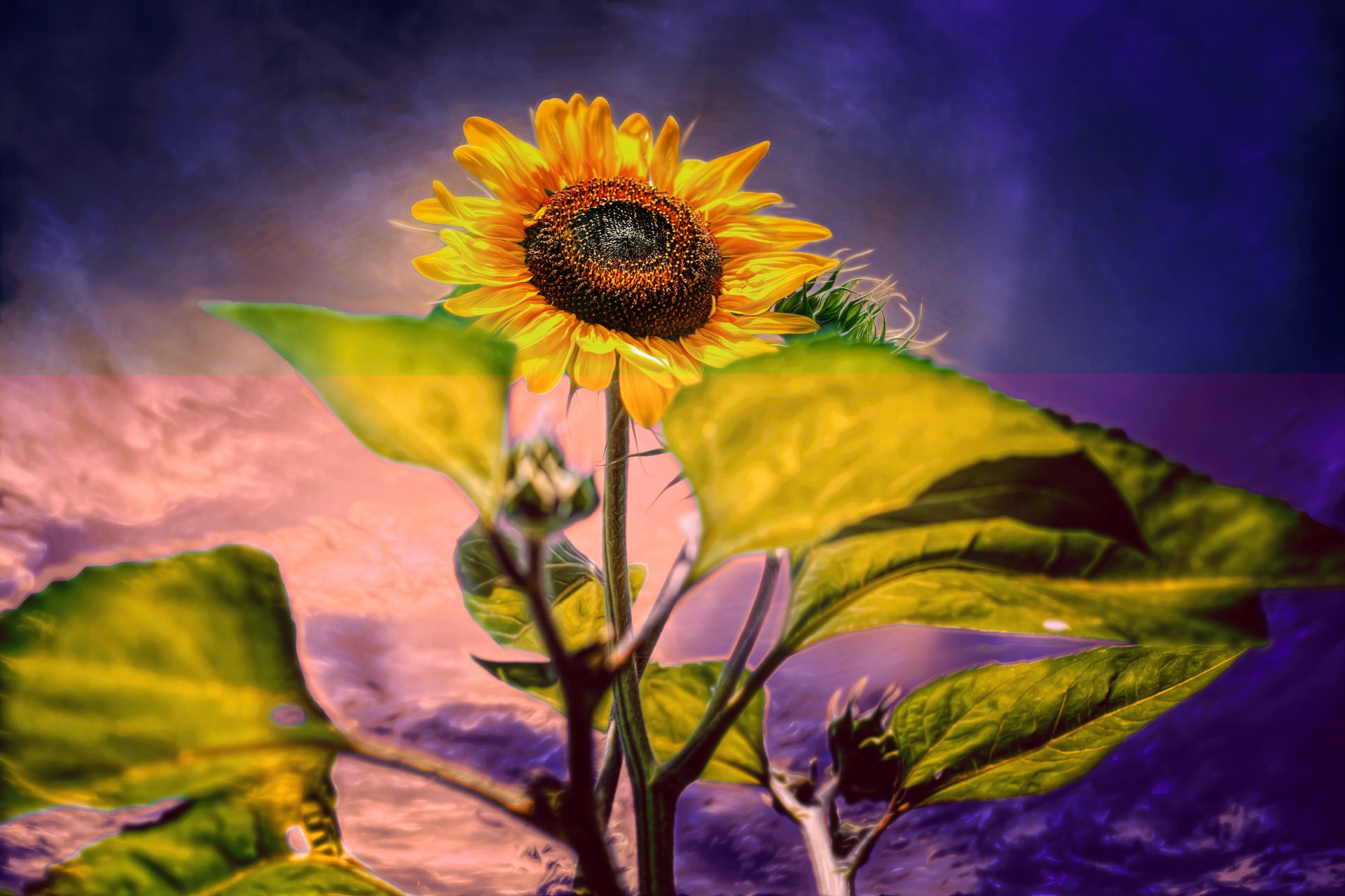 un flower sunflower processing