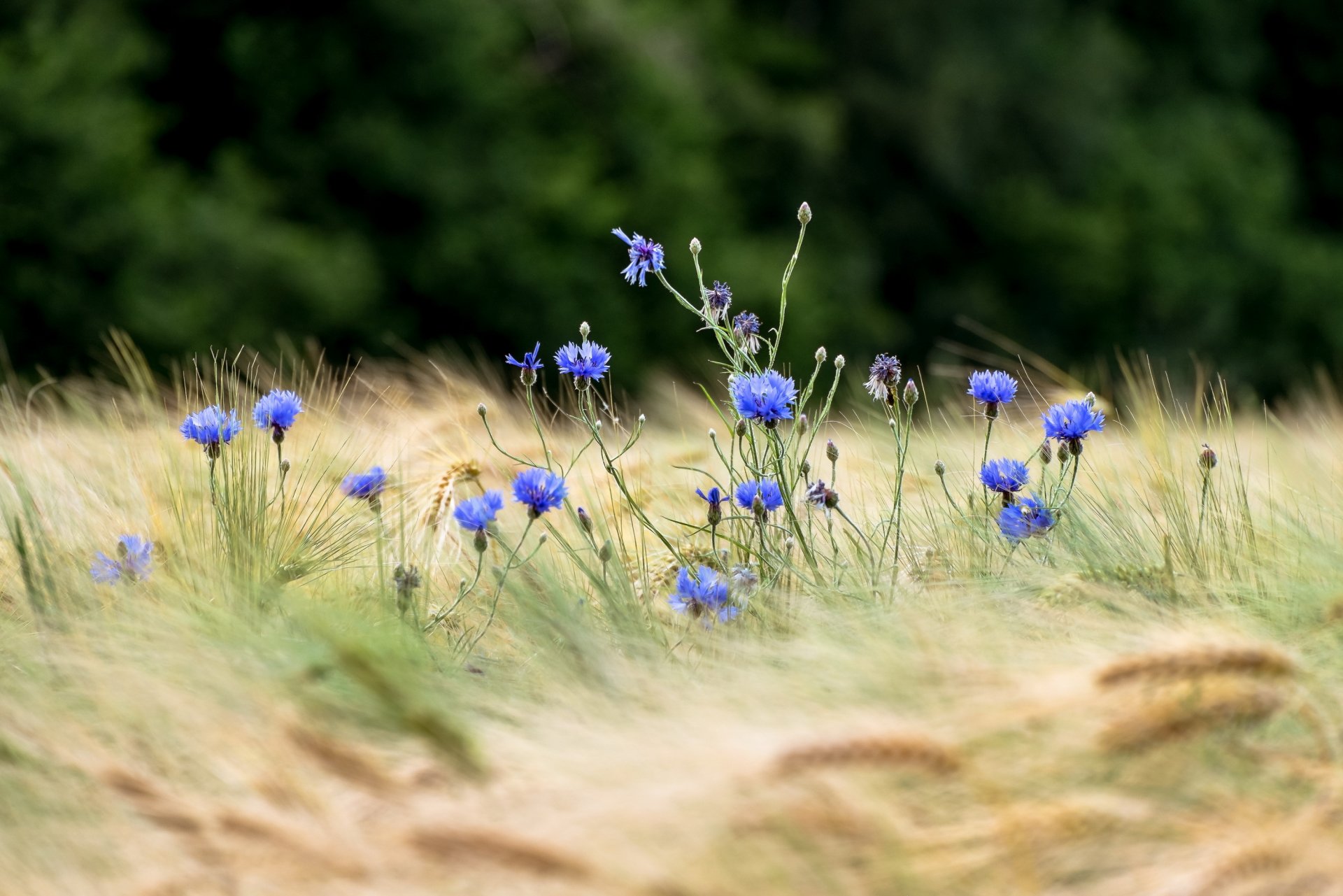 pole pszenica kłosy kwiaty chabry bokeh