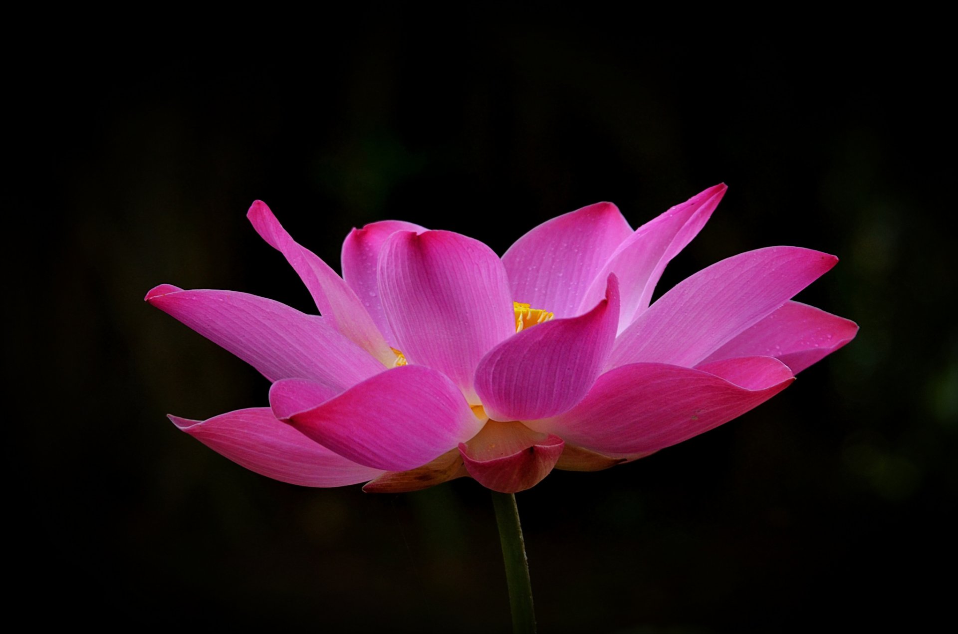 lotus rose pétales fond sombre