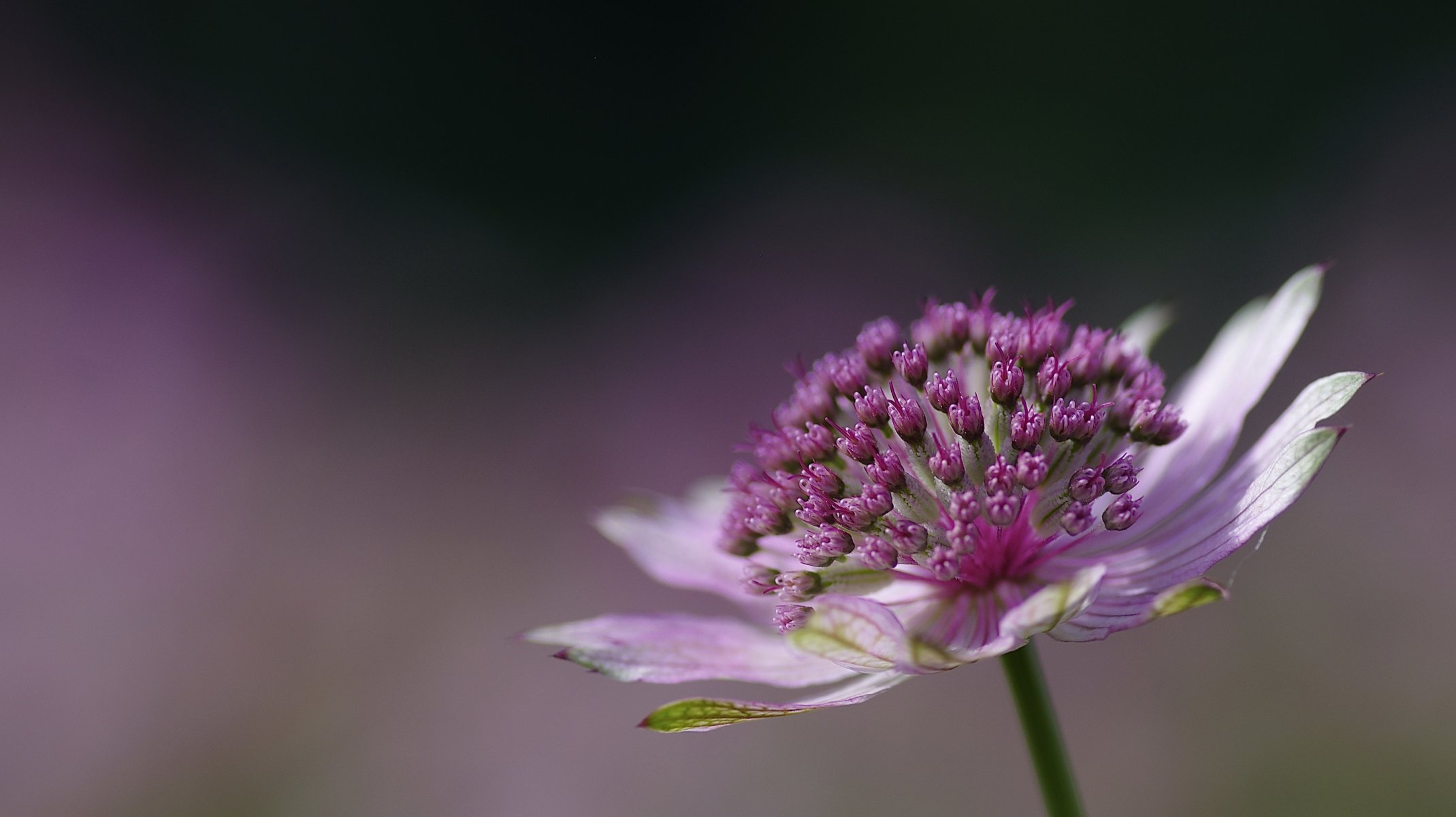 flor rosa astrantia bokeh