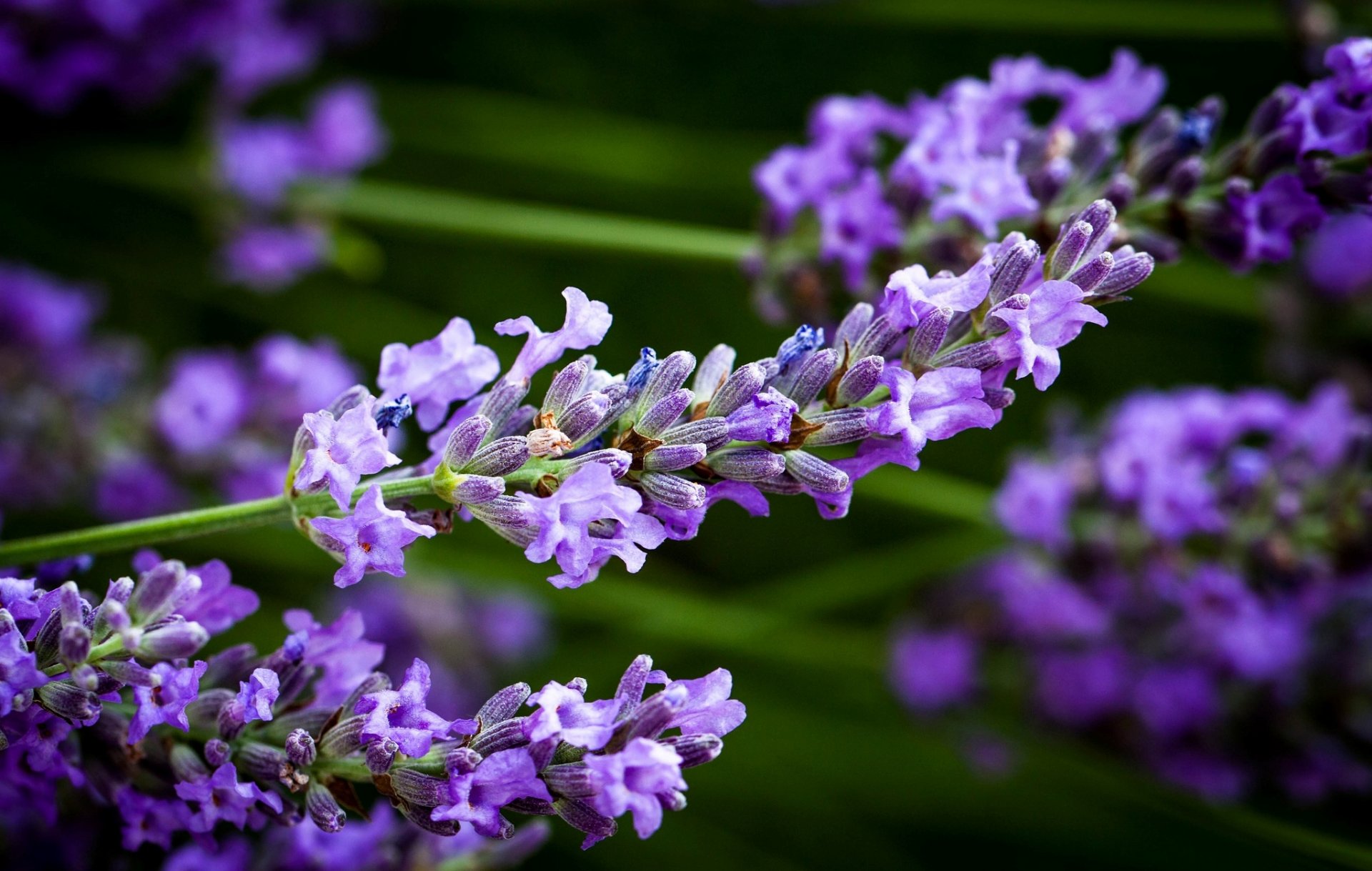 lavender flower the stem close up blur nature