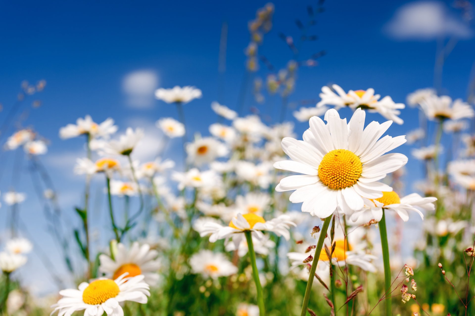 the field flower chamomile field flower