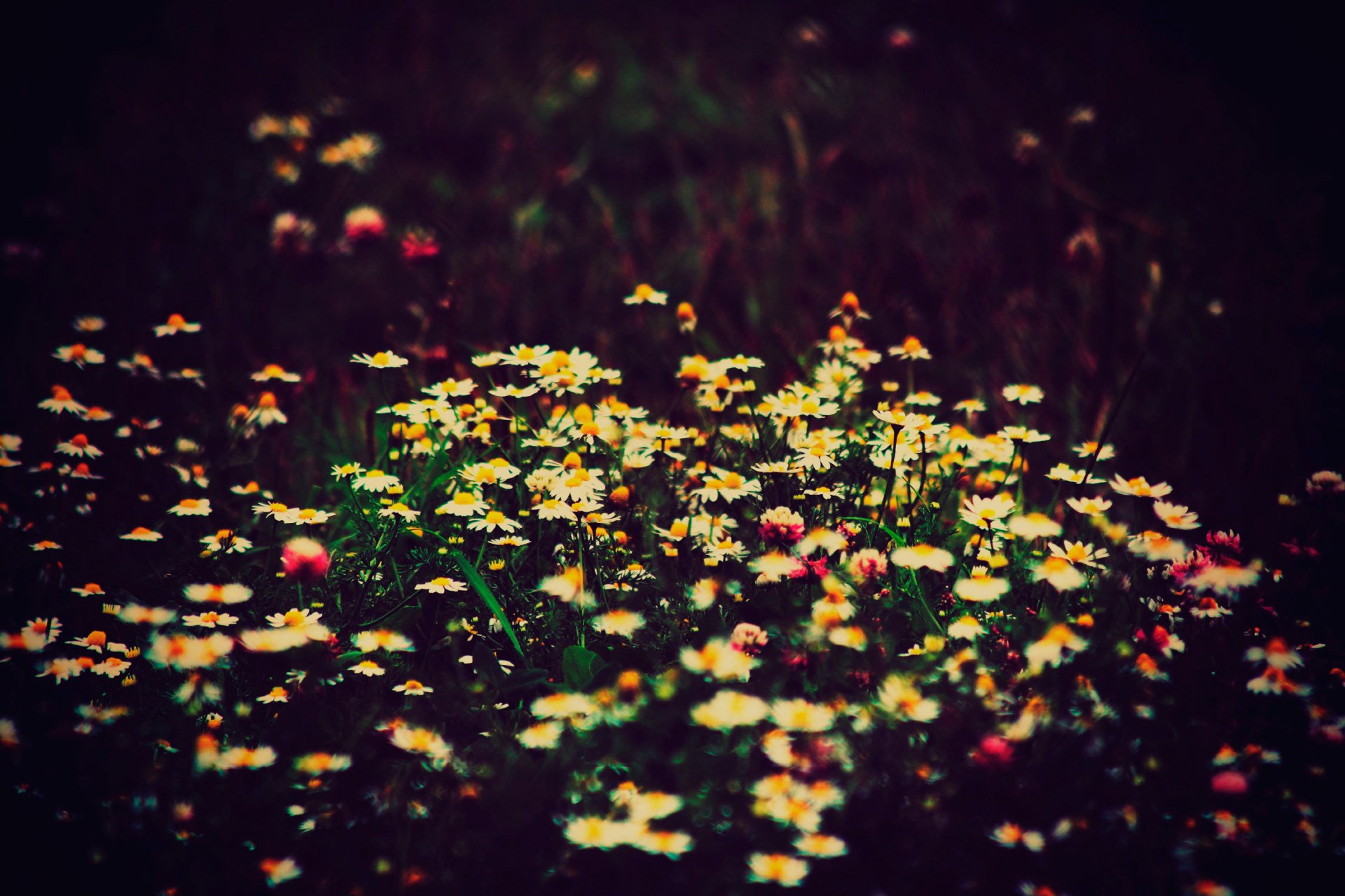 blumenfelder feld gänseblümchen klee bokeh