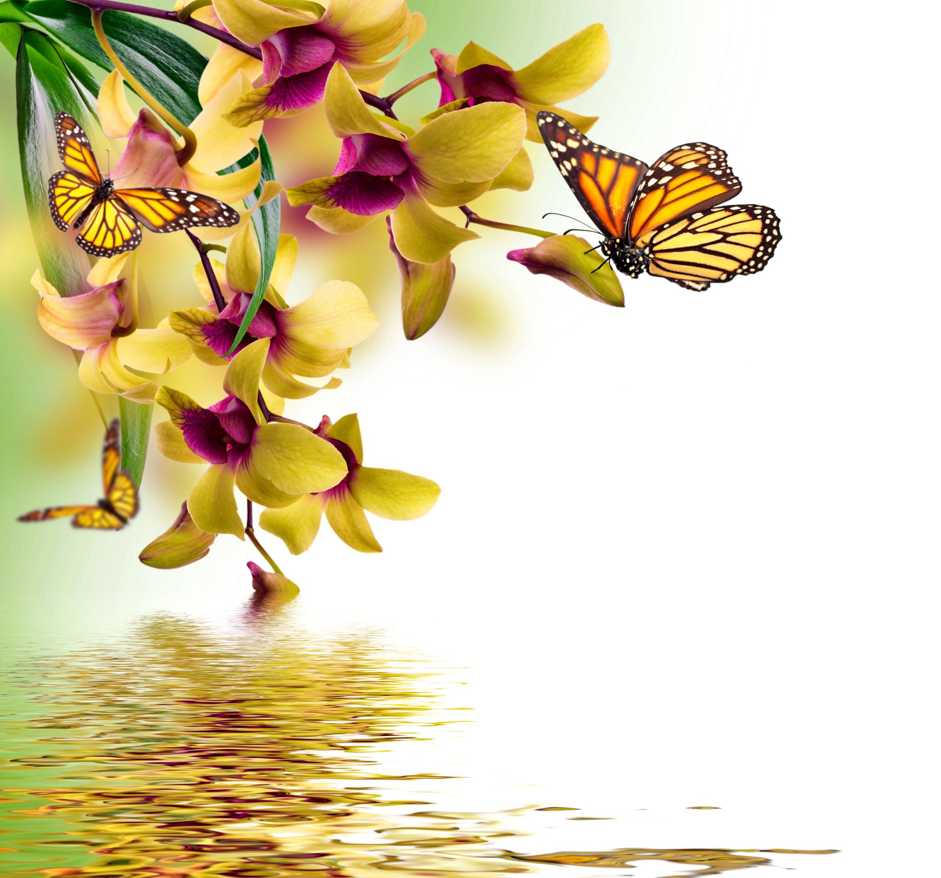 orchid water reflection spring yellow flowers butterflies butterflie