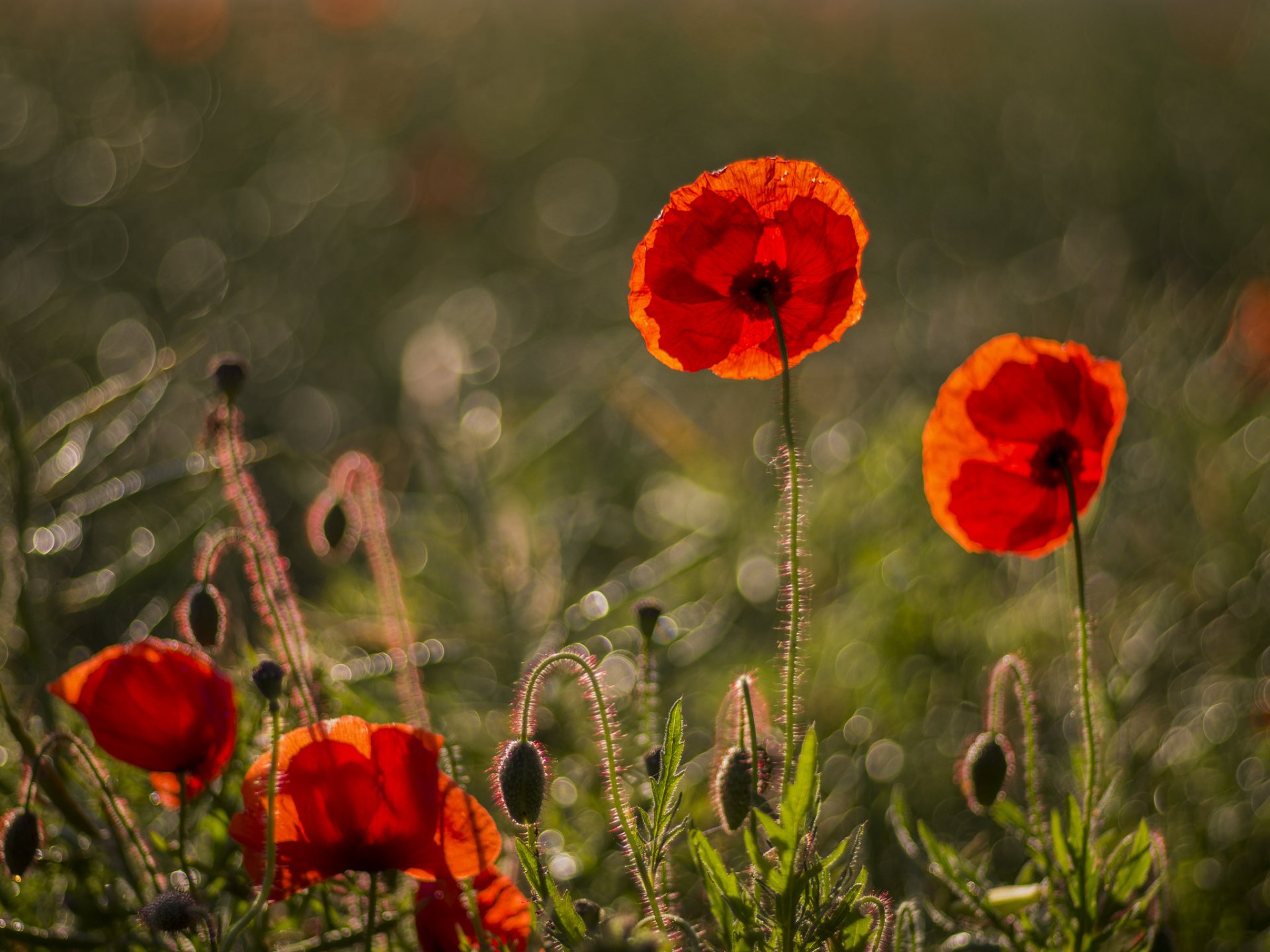 amapolas rojo pétalos flores hierba reflejos desenfoque