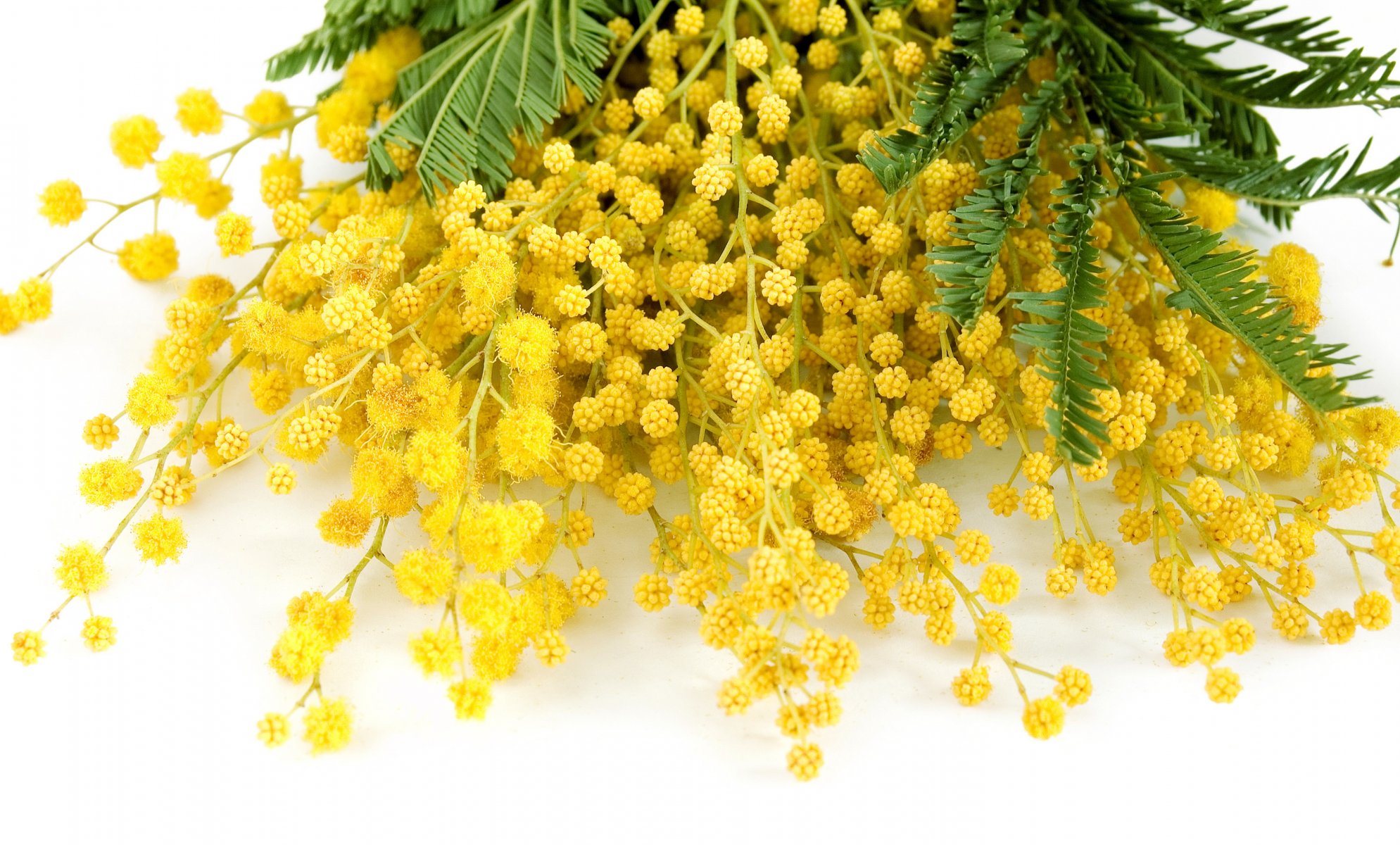 pring flowers mimosa yellow delicate flower