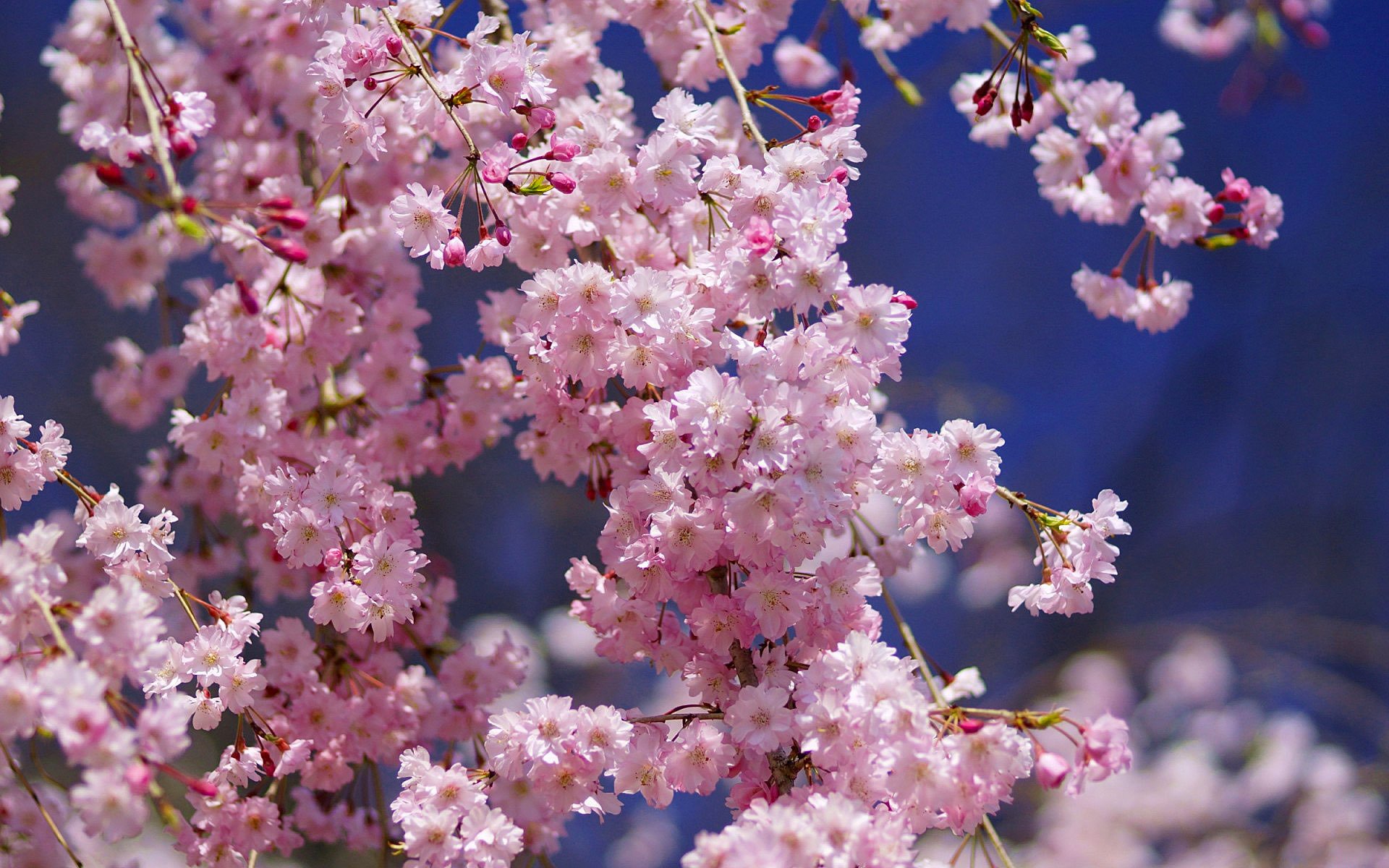 macro sakura cereza flores