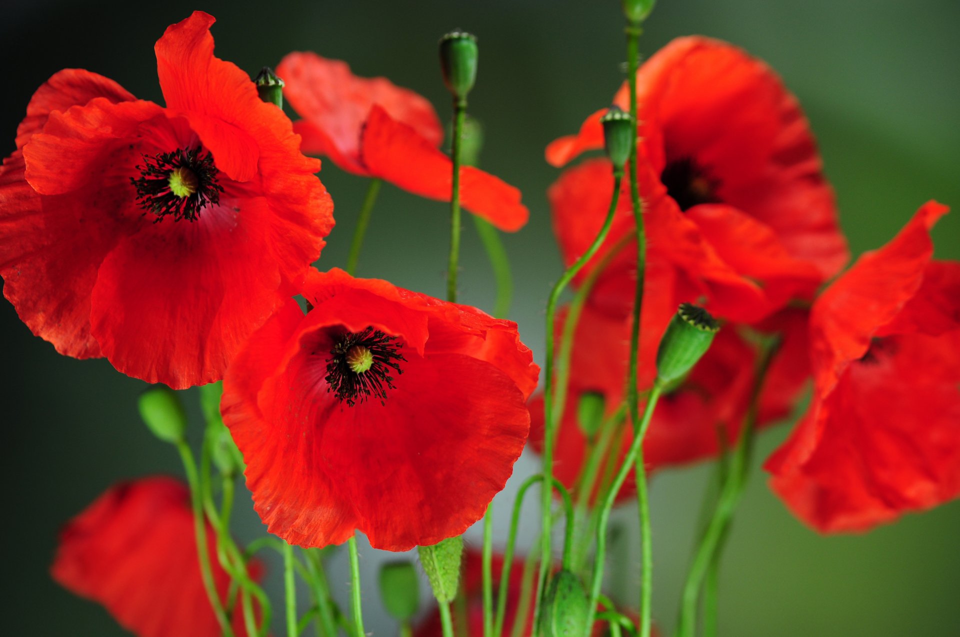 fleurs coquelicots pétales printemps champ nature