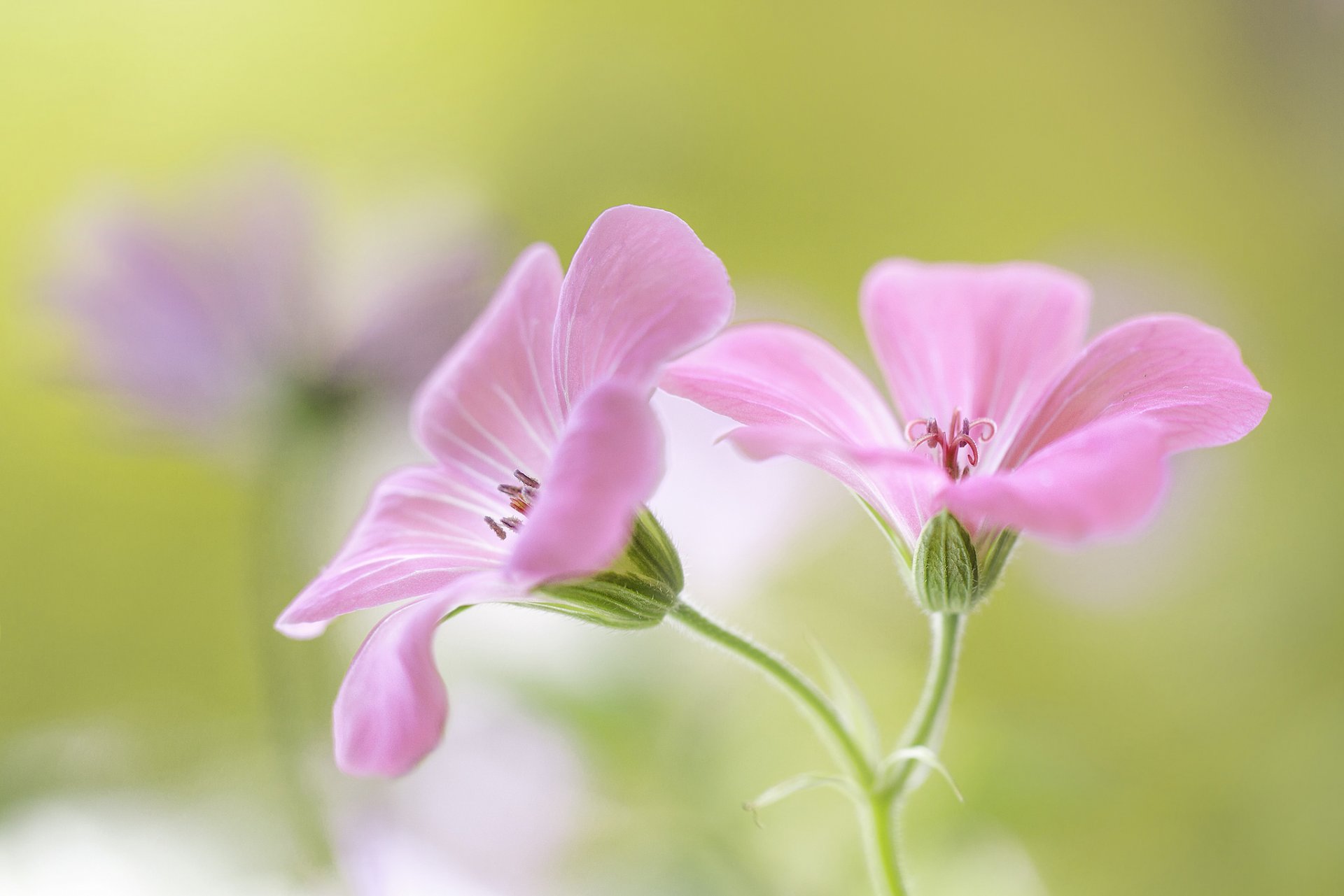 fleurs rose fond