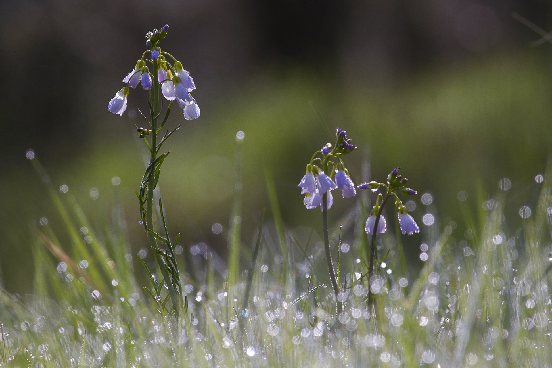 fleurs bleu herbe rosée gouttes éblouissement