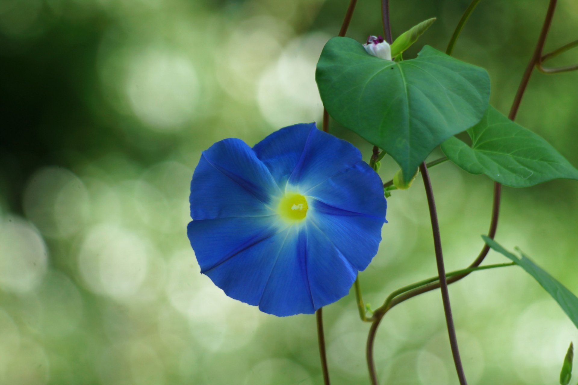 fleur ipomoea lisier liane gros plan bokeh