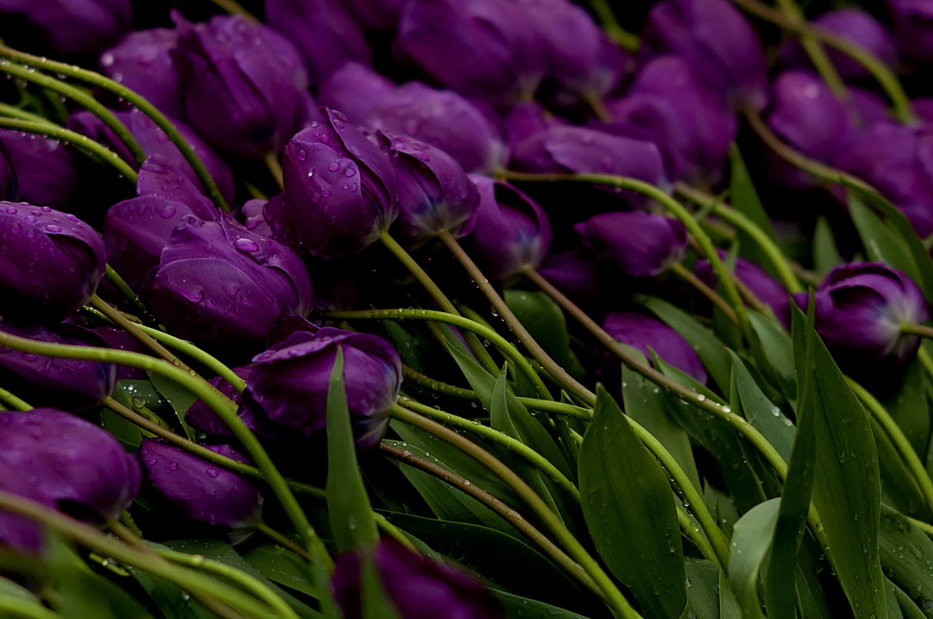 tulips flower purple buds stems drops water