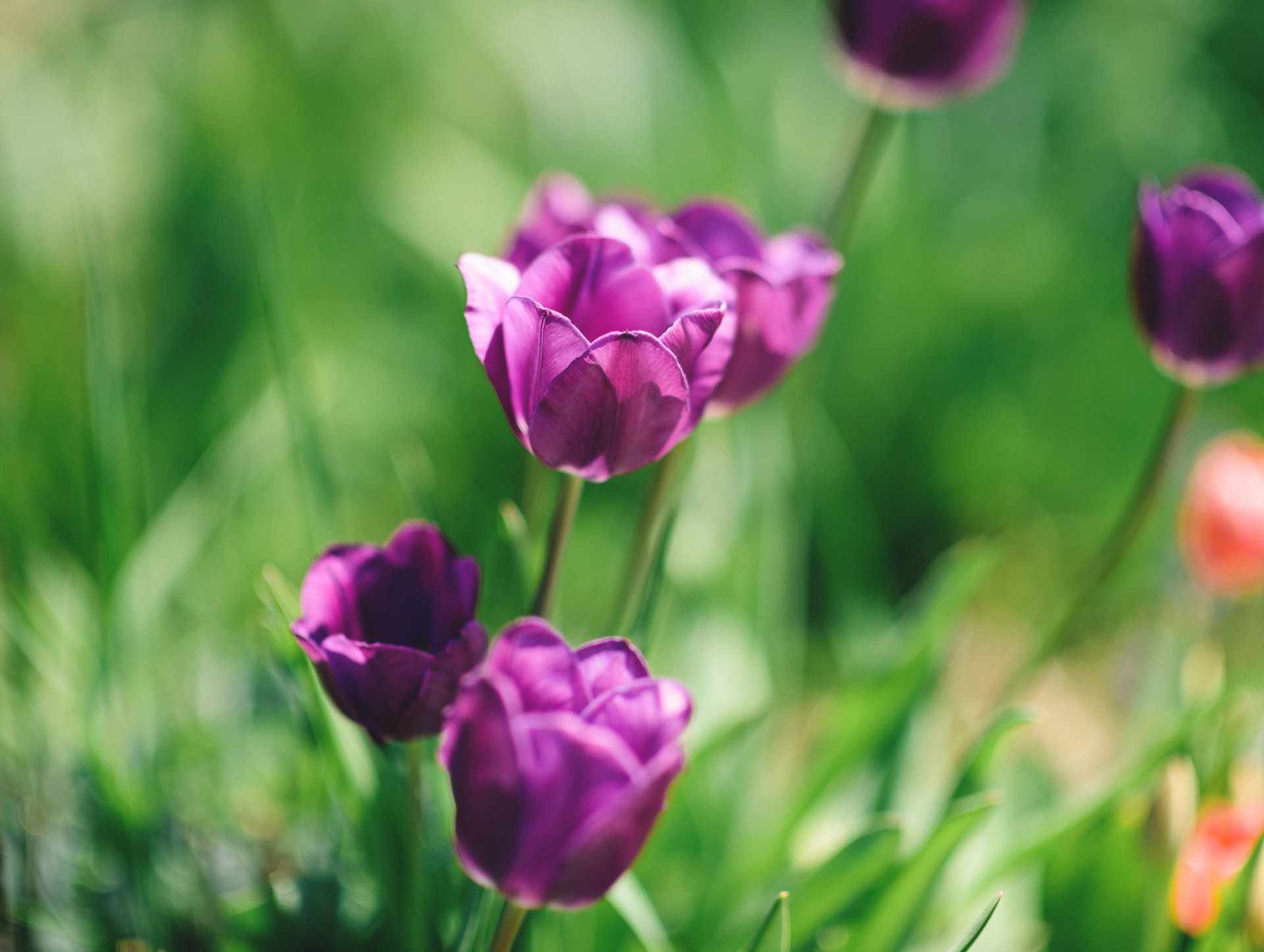 flores tulipanes macro