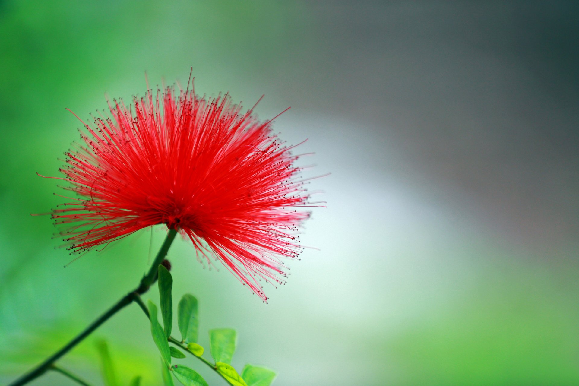 flor rojo fondo