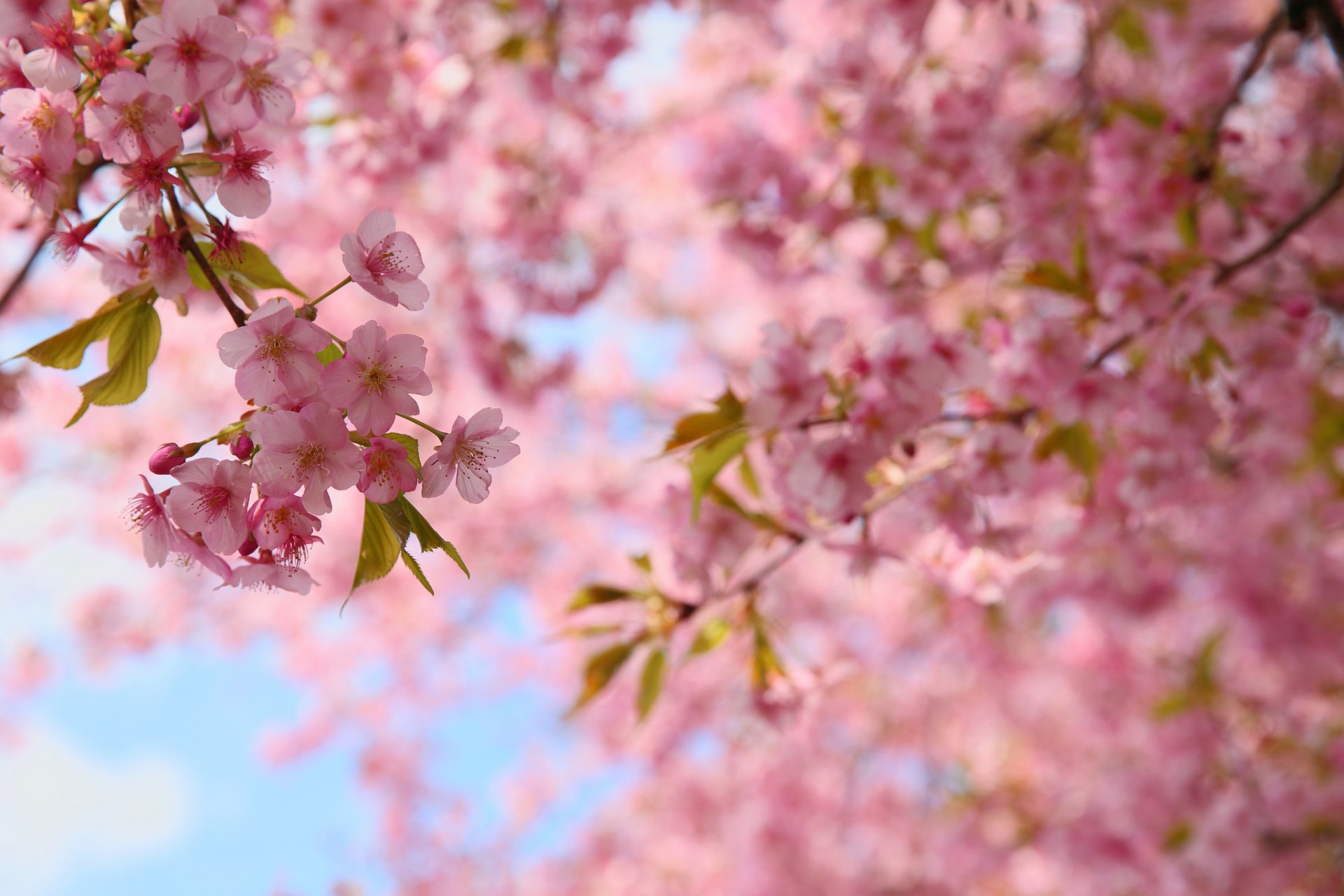 primavera floración ramas hojas flores rosa sakura