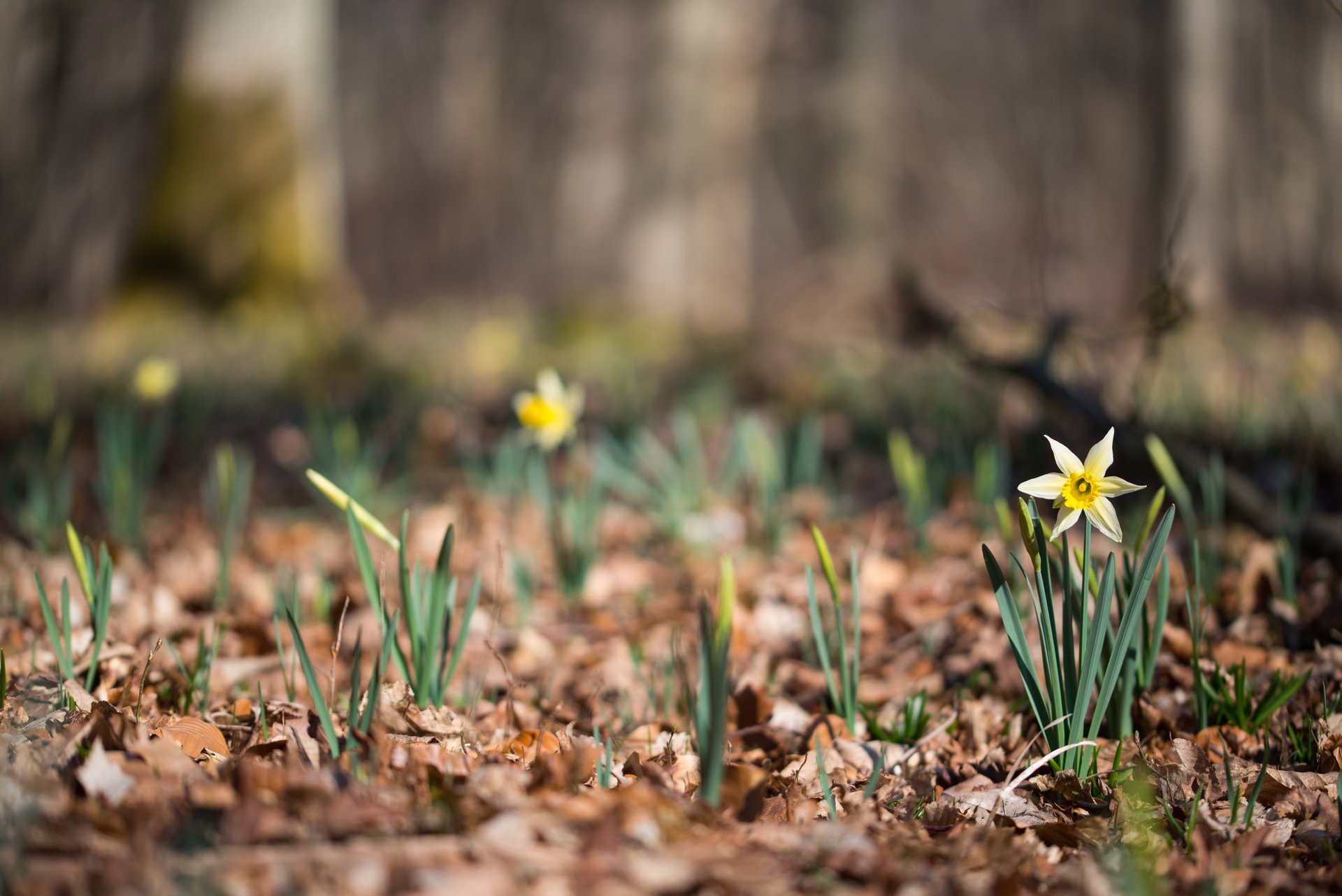 daffodils nature bokeh