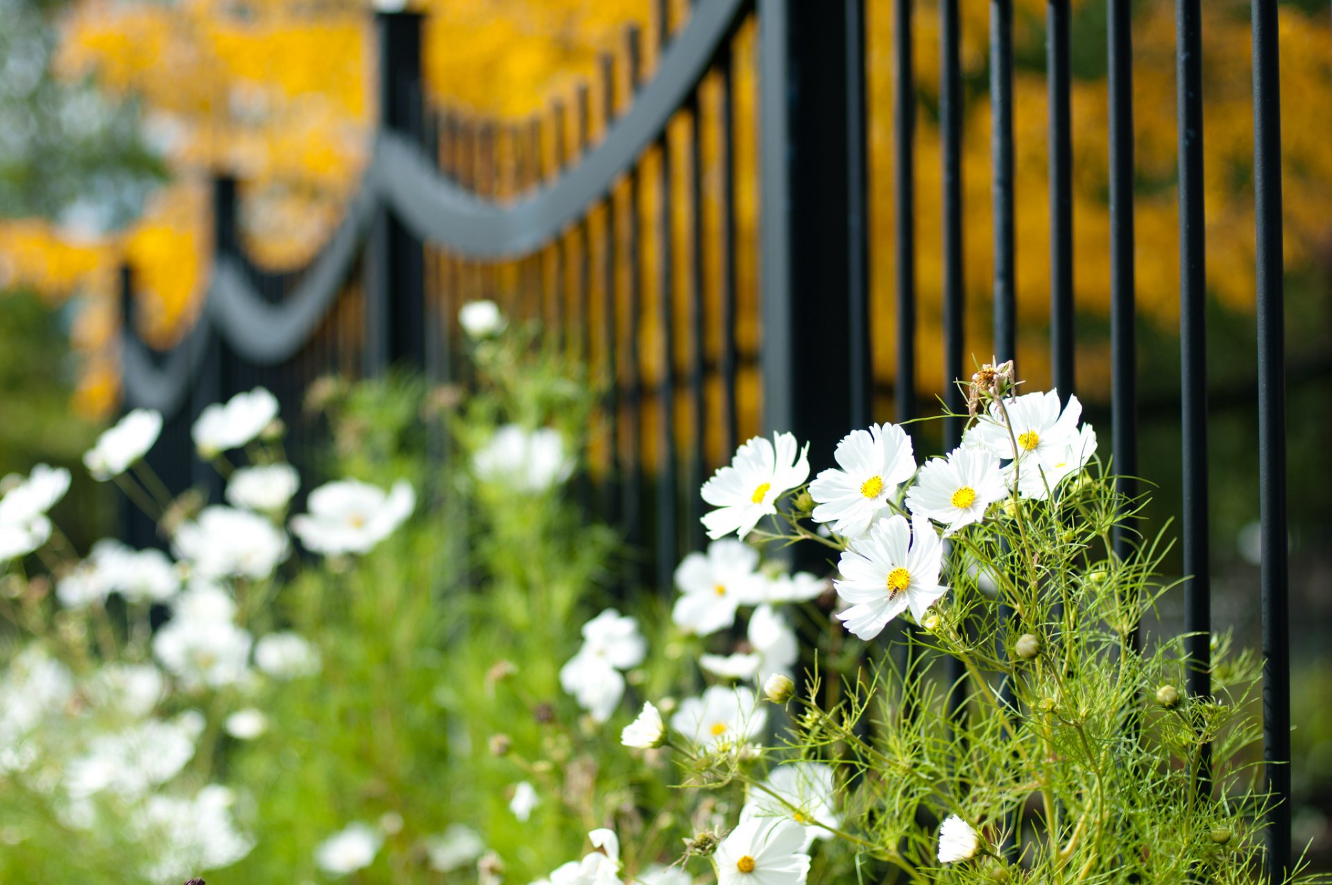 kosmeya white petals flower fence blur