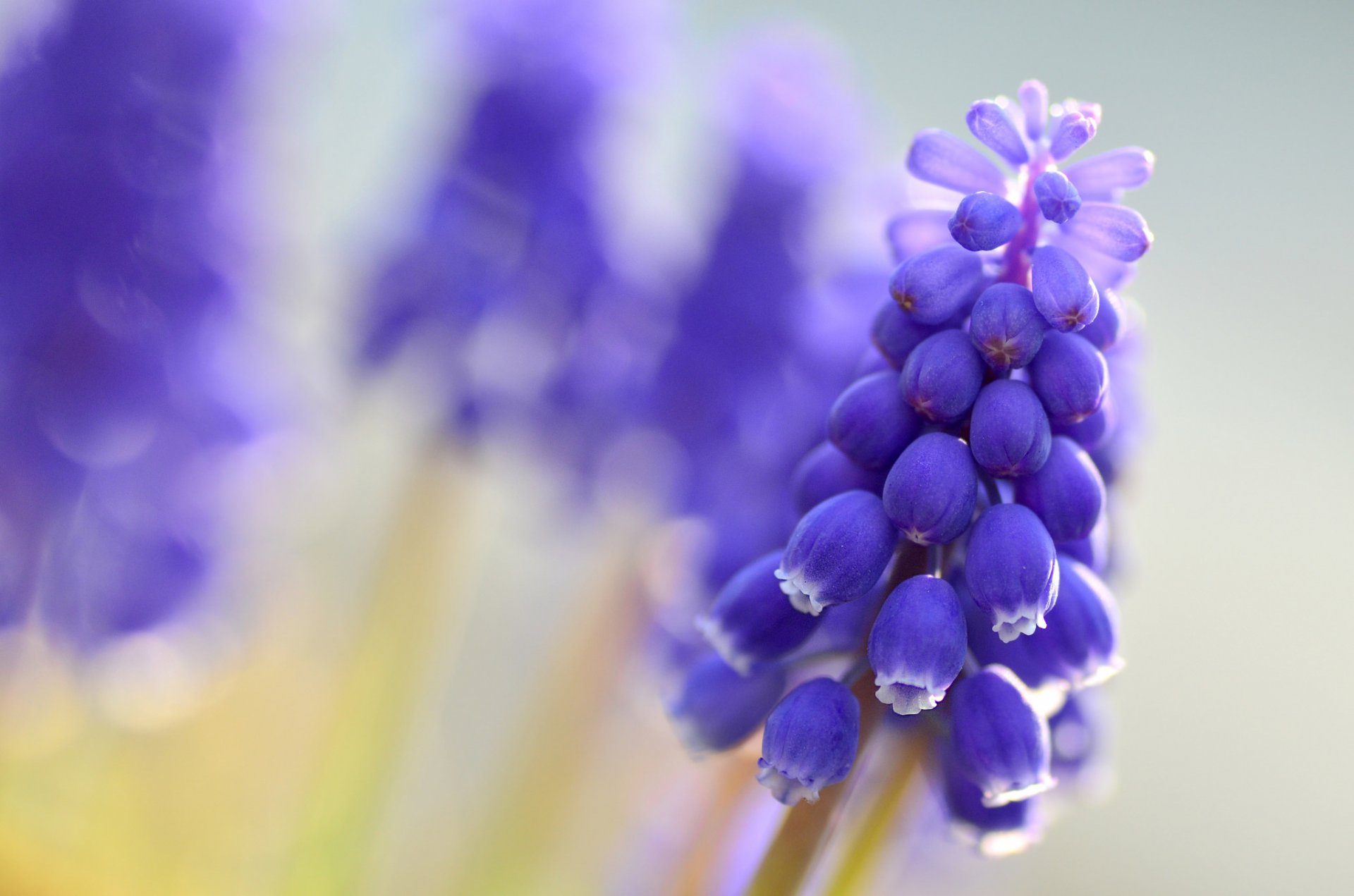 muscari blue flower close up blur