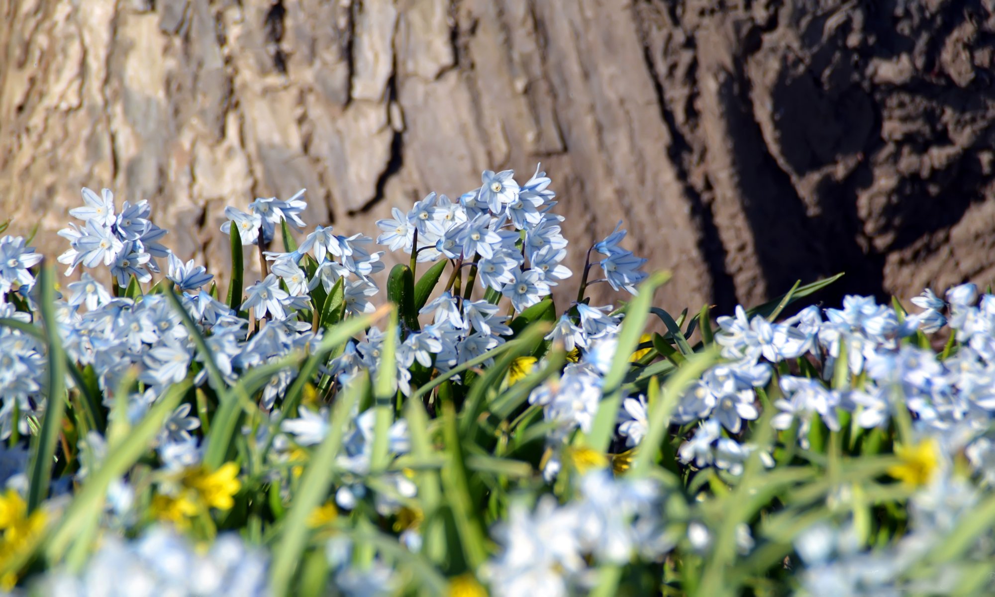 primavera foresta radura fiori tronco d albero