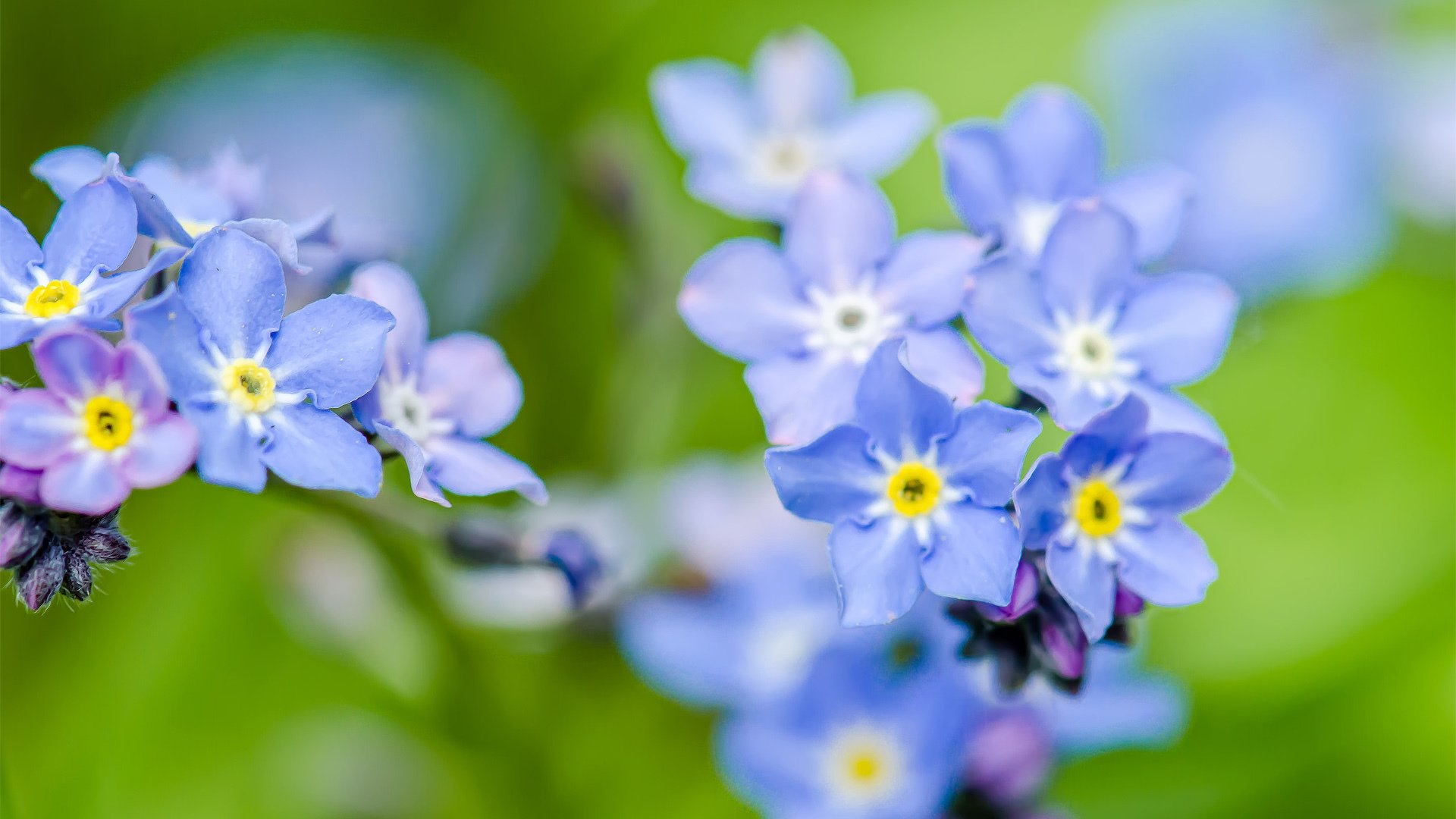 vergissmeinnicht blumen blau fokus grün