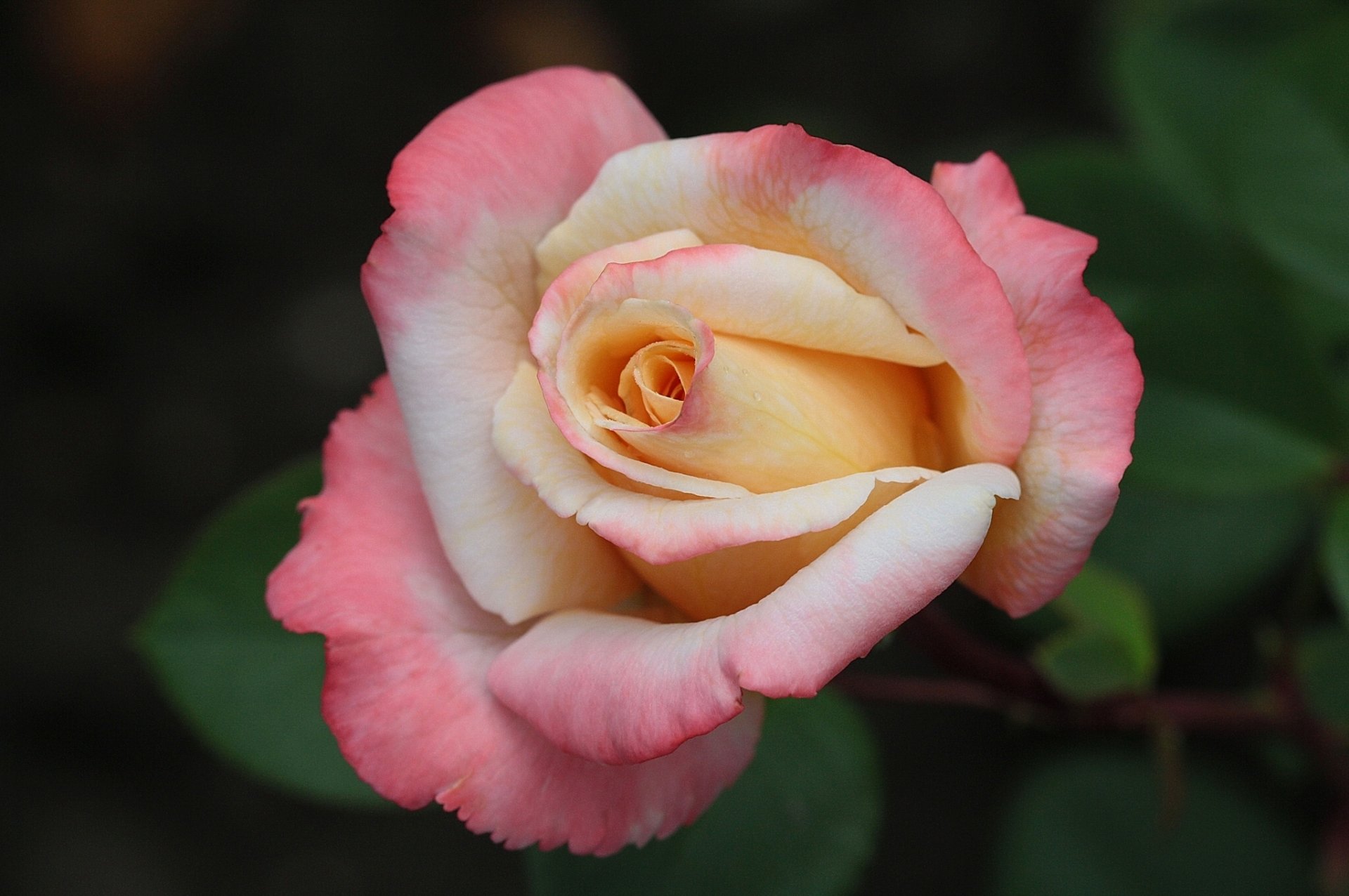 rose bud close up