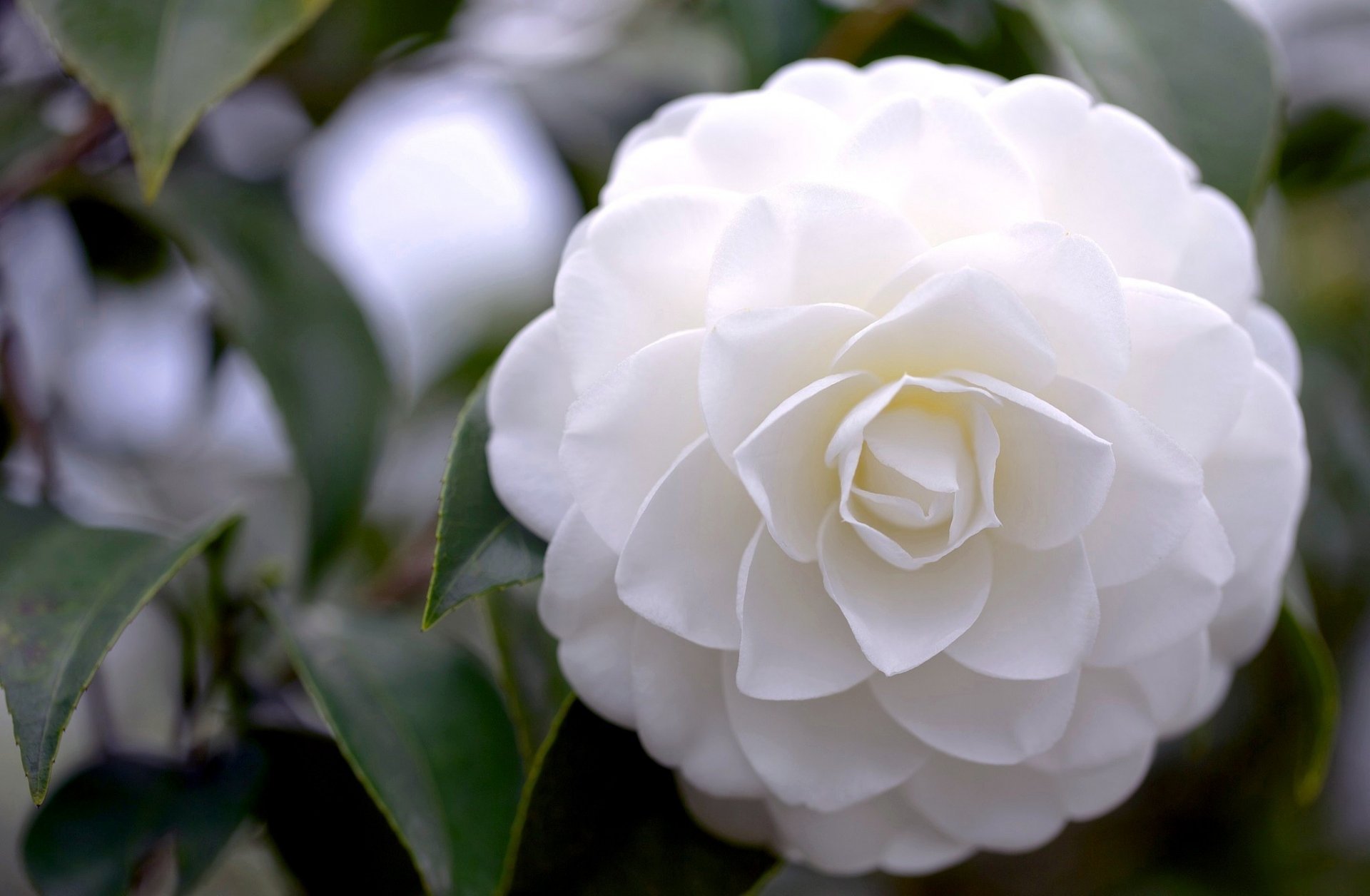 camélia blanc fleur pétales