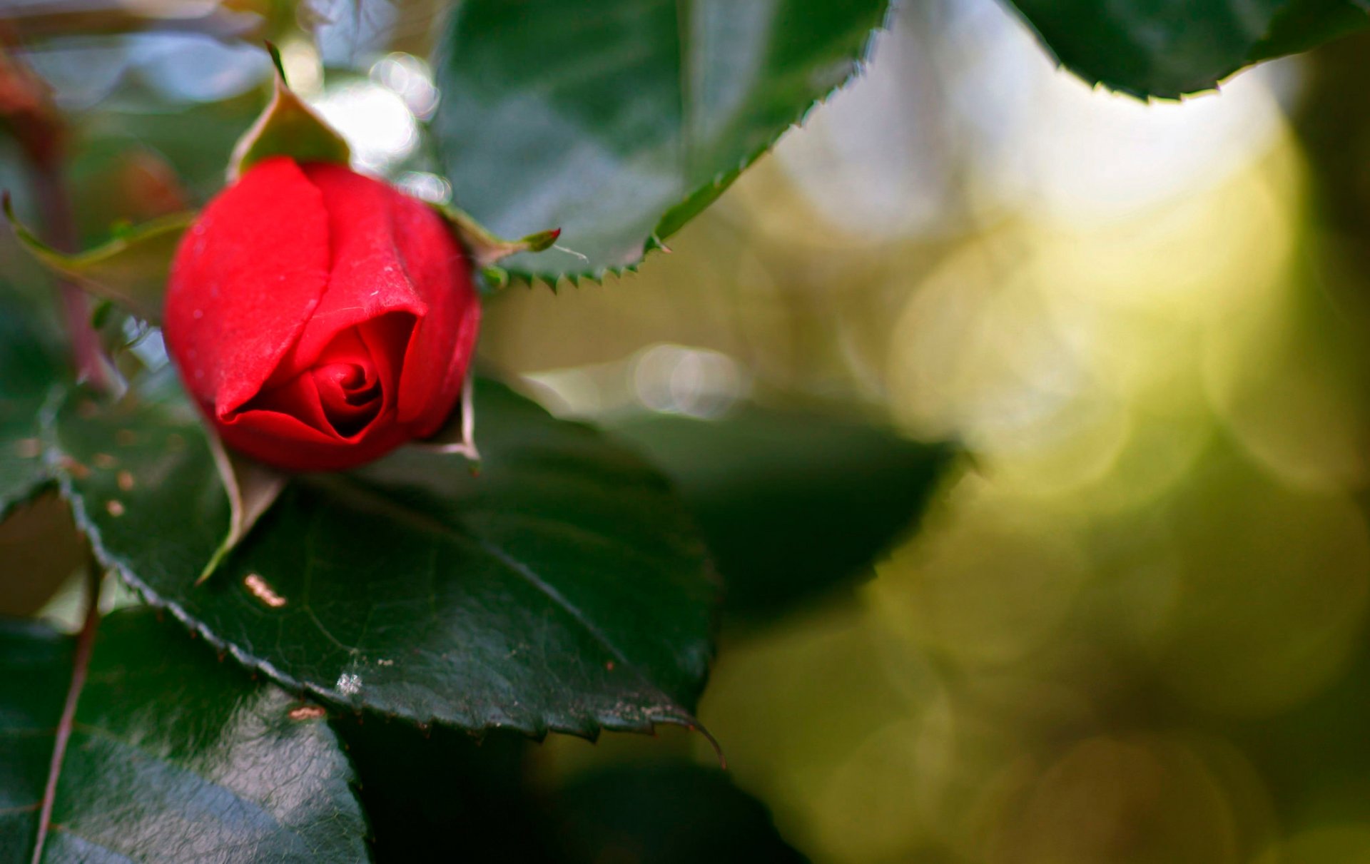 rose close up bud